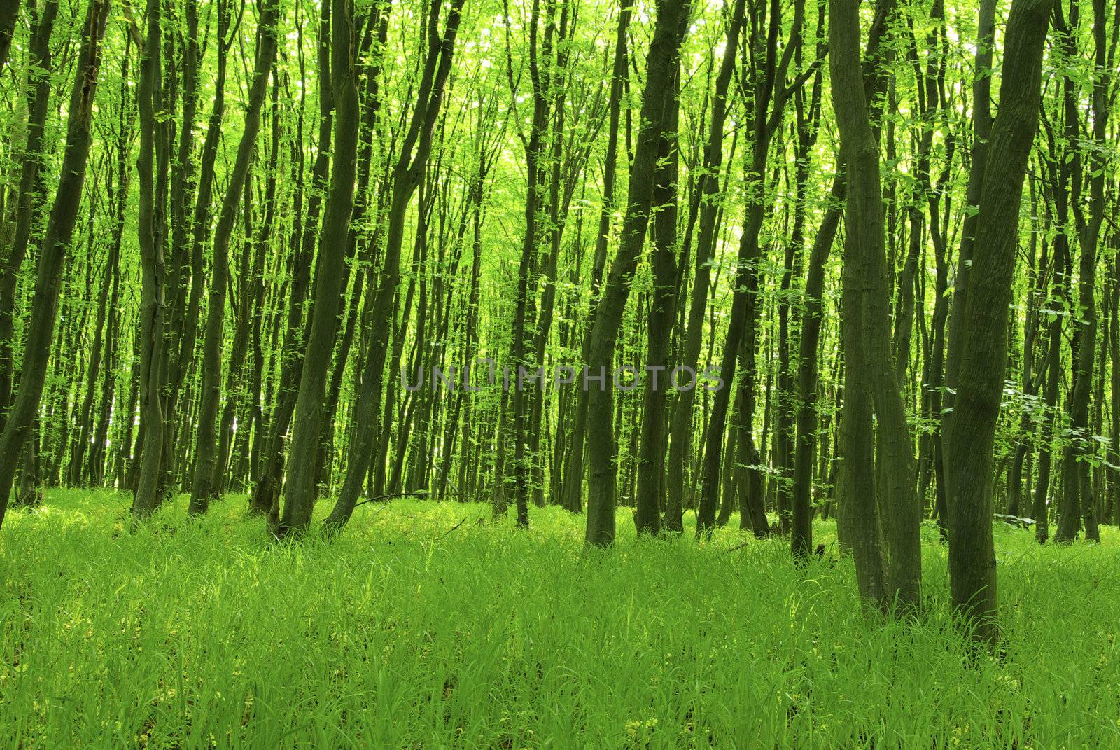 green forest  background in a sunny day