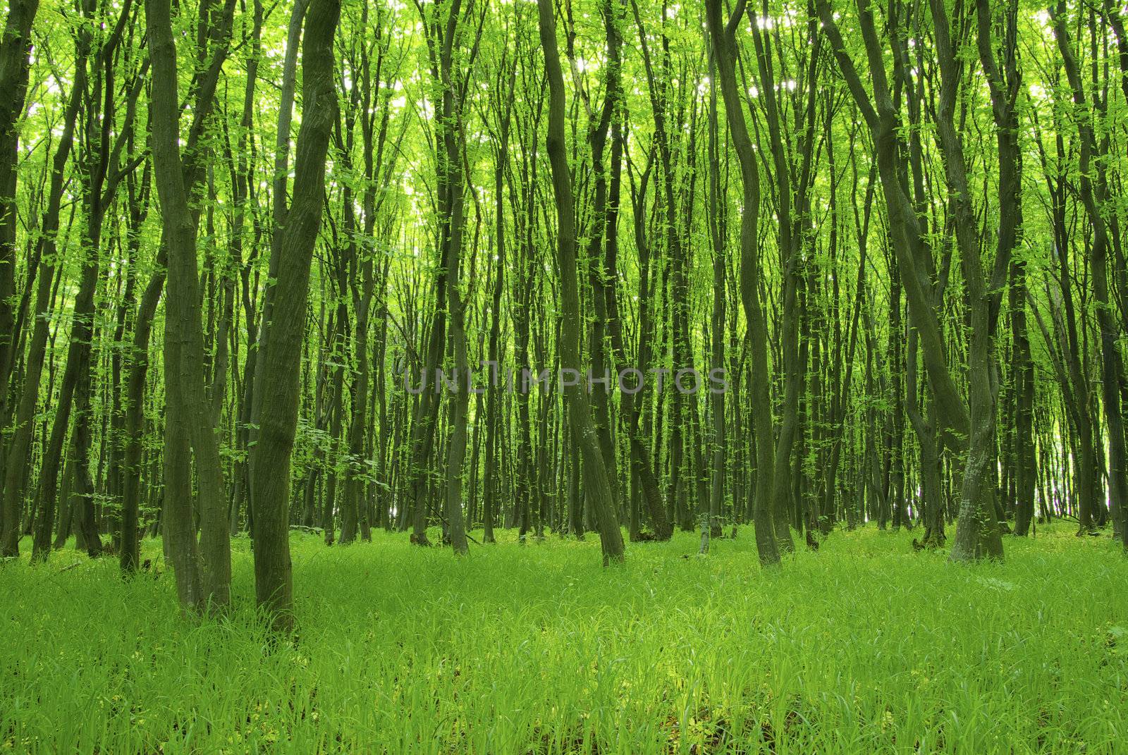 green forest  background in a sunny day