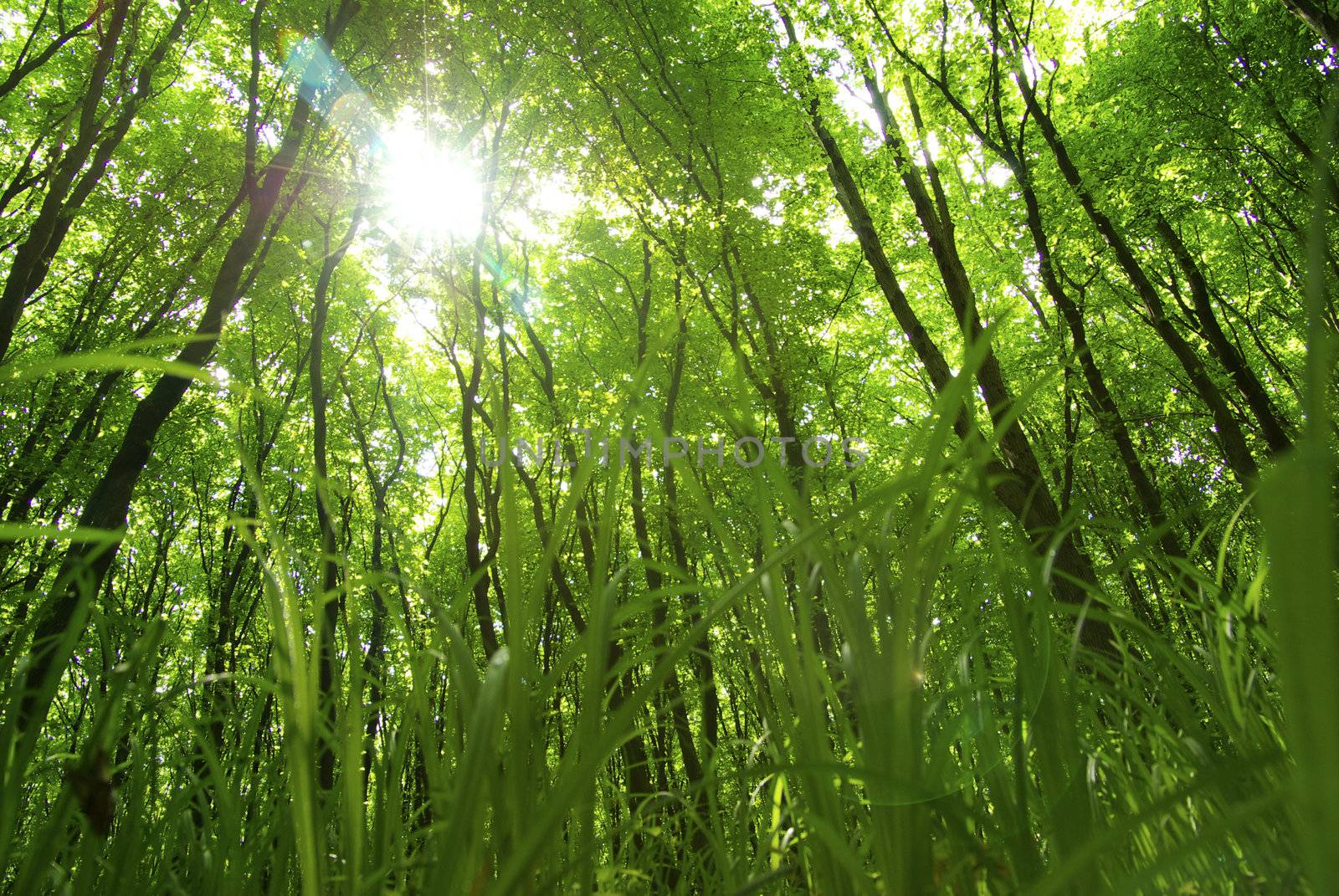 green forest  background in a sunny day