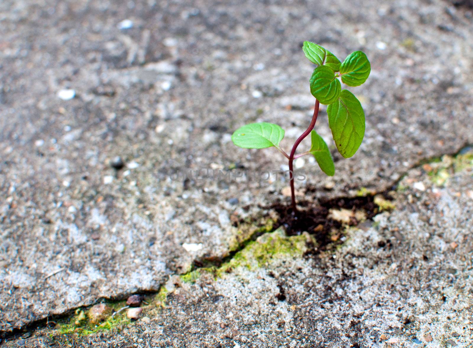 New life growing from concrete by unikpix