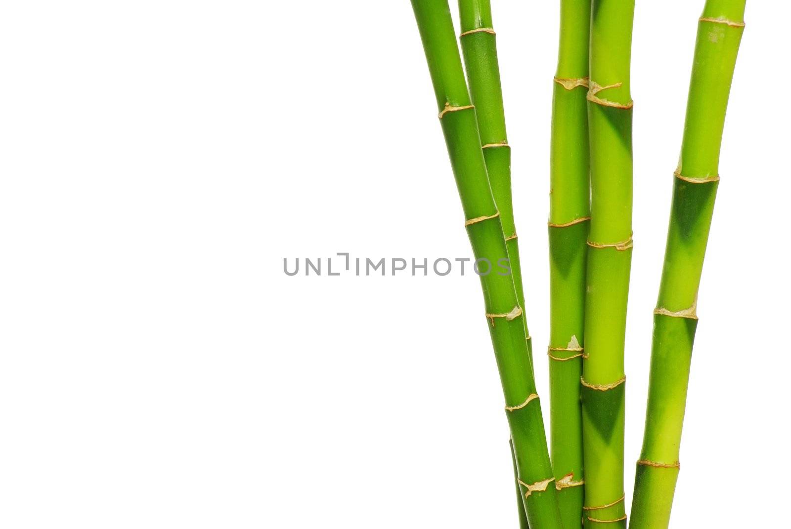 bamboo isolated on a white background