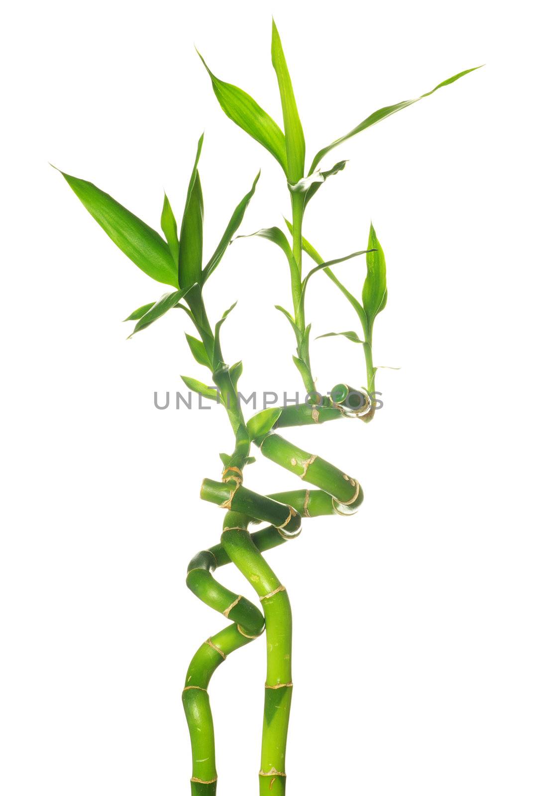 green bamboo isolated on a white background