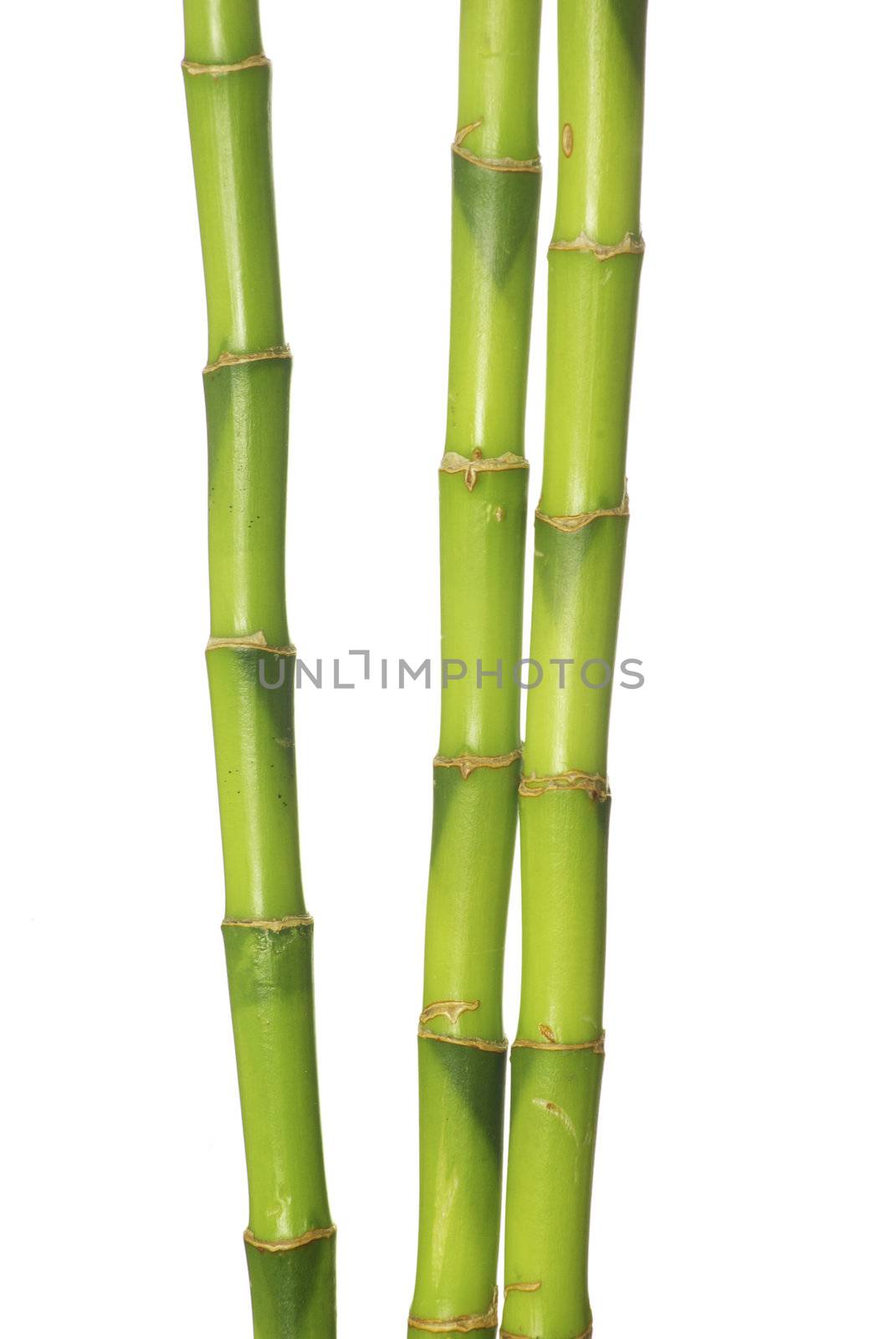 green bamboo isolated on a white background
