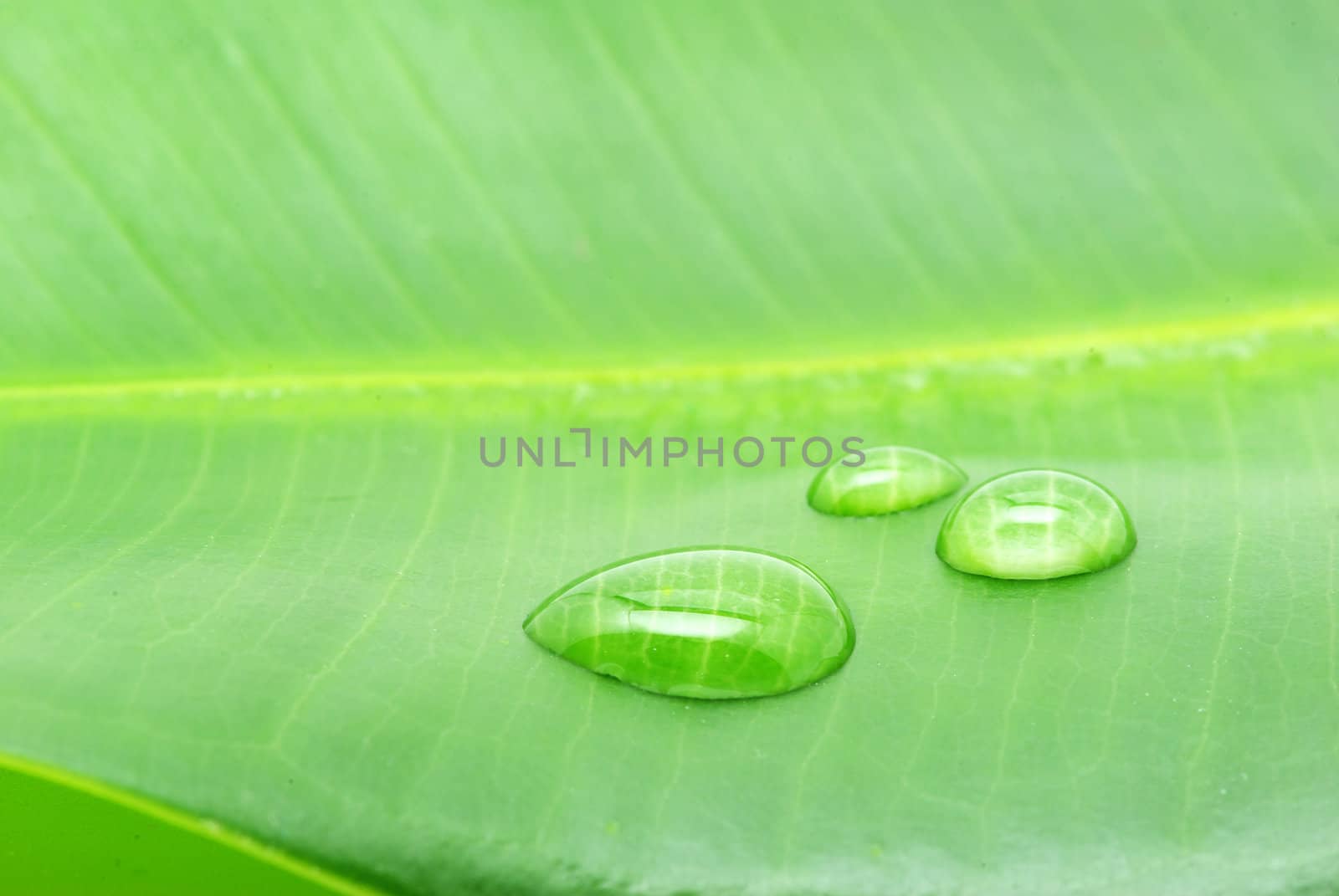 Dew drop on a blade of grass 
