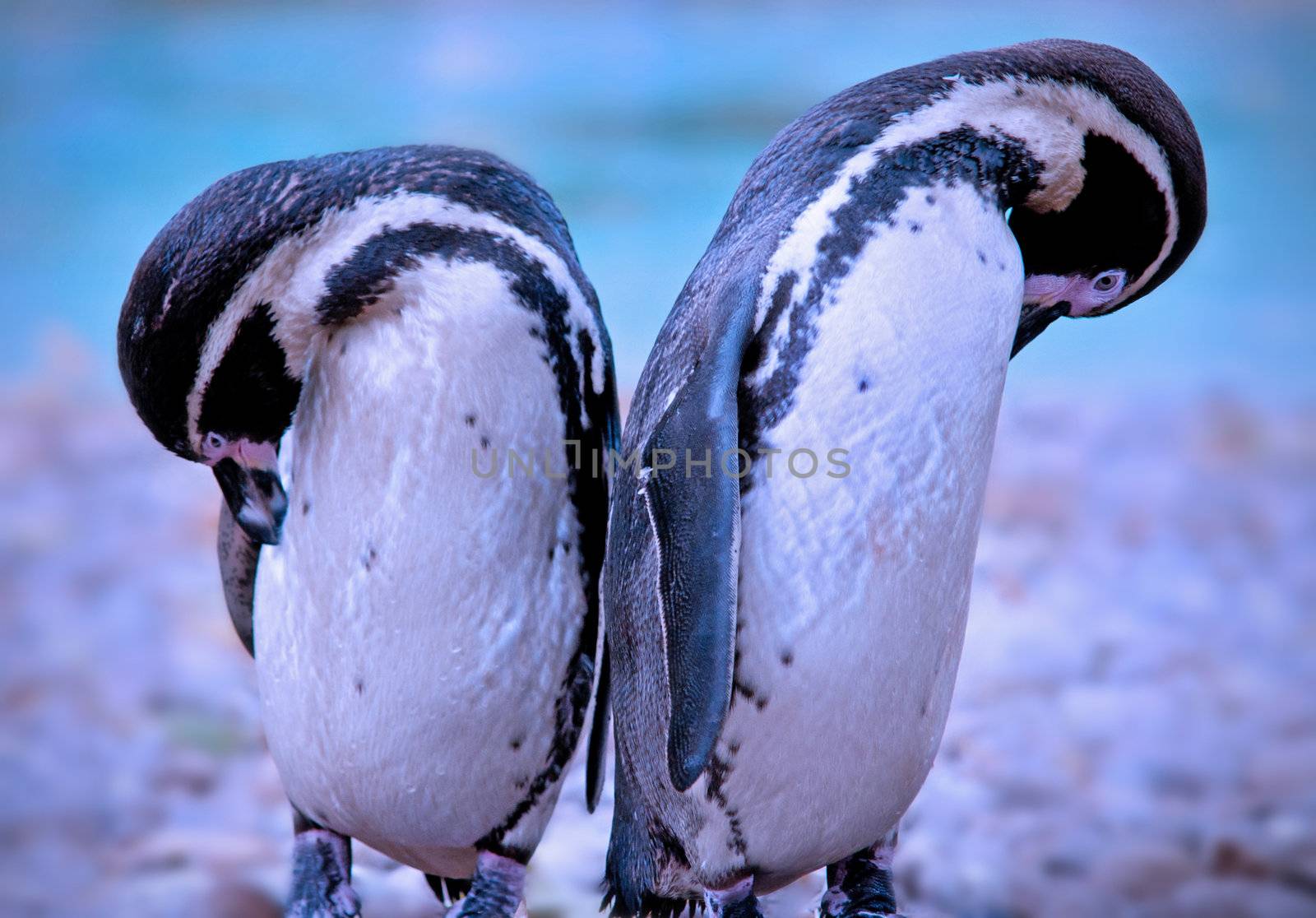 Pair of penguins standing on a shore