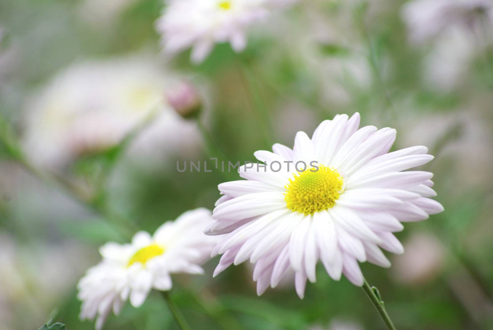 white flowers on green background