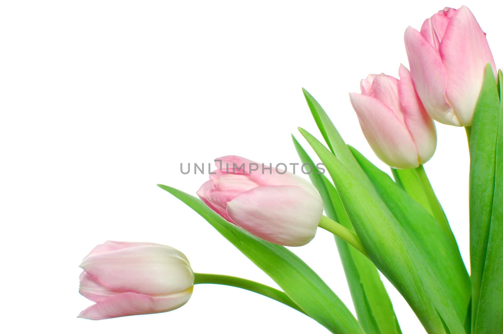 Tulips by unikpix