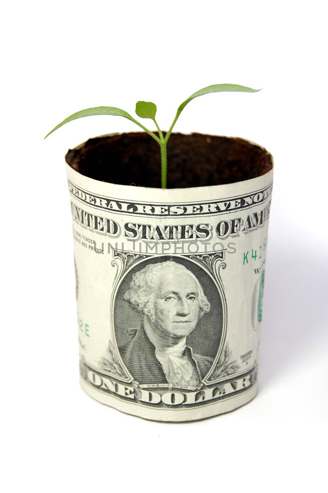 Money plant by unikpix
