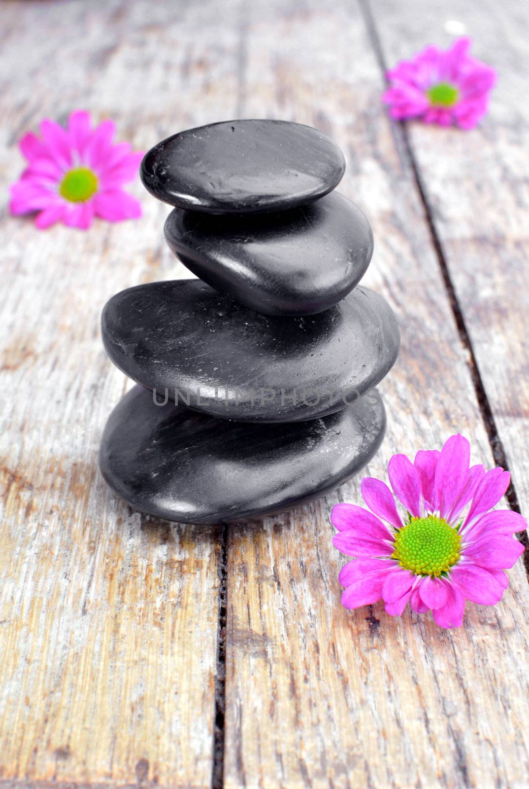 Balancing spa zen stones with pink daisies  