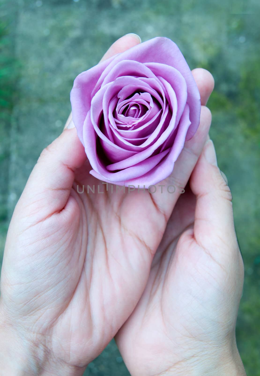 Purple rose by unikpix