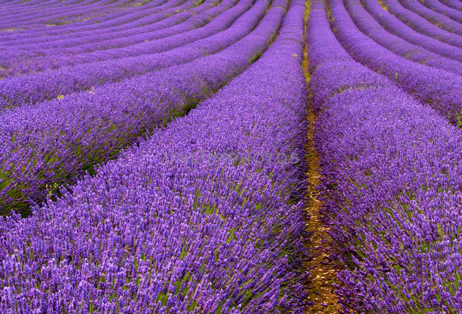 Lavender field by unikpix