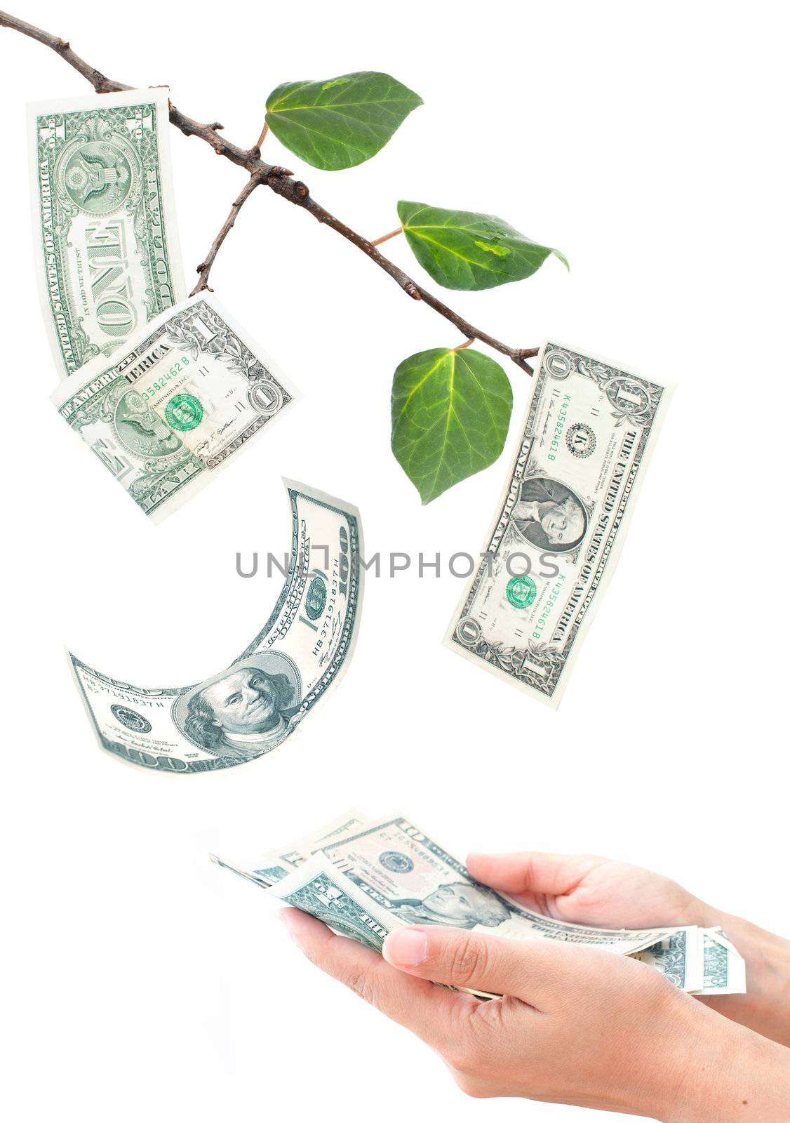Hands collecting banknotes falling from a tree branch