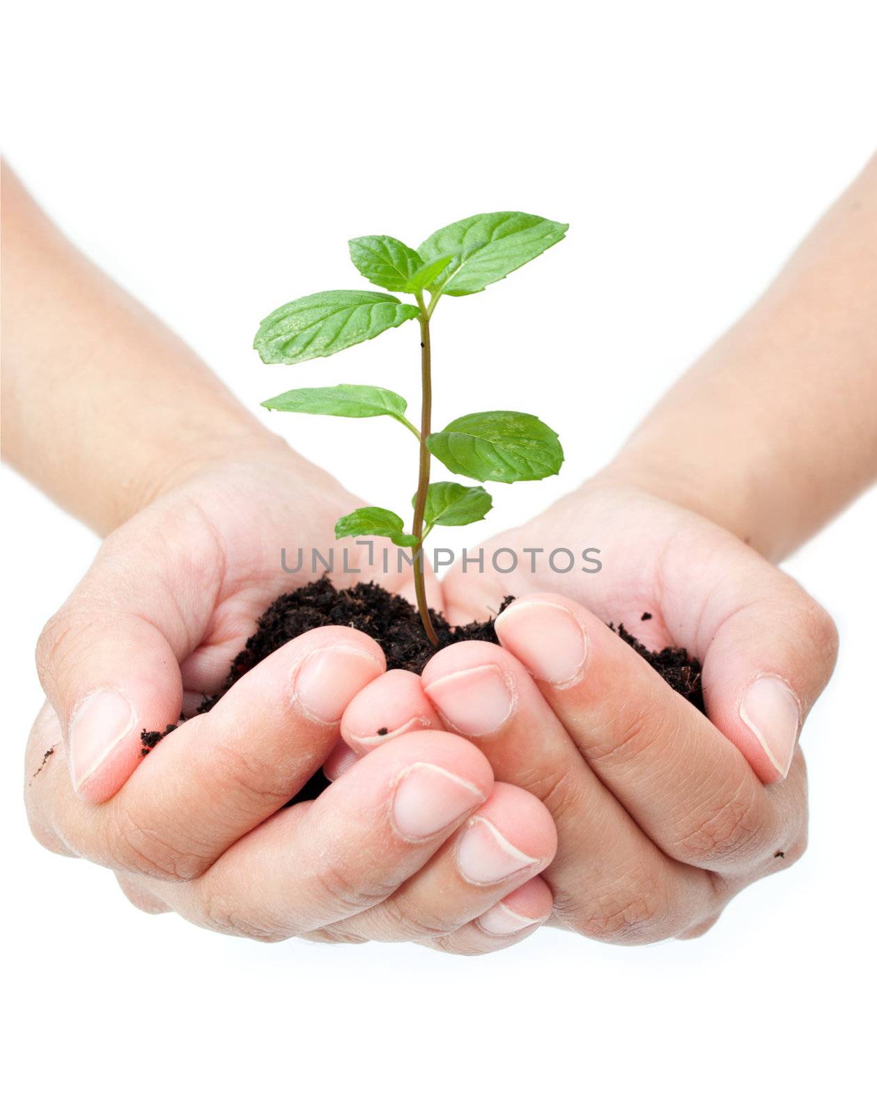 Small seedling growing from hands 