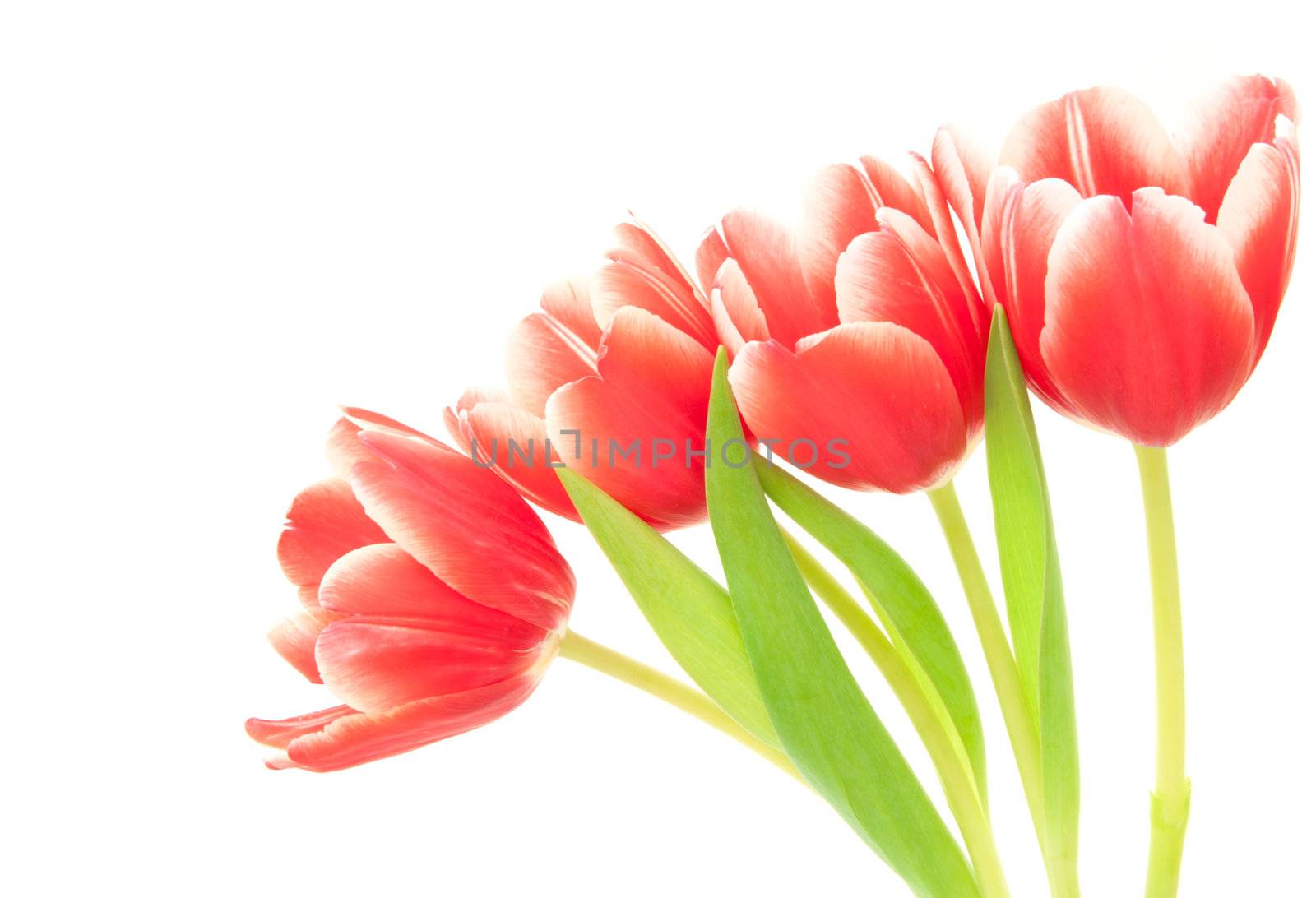 Spring tulips against a white background