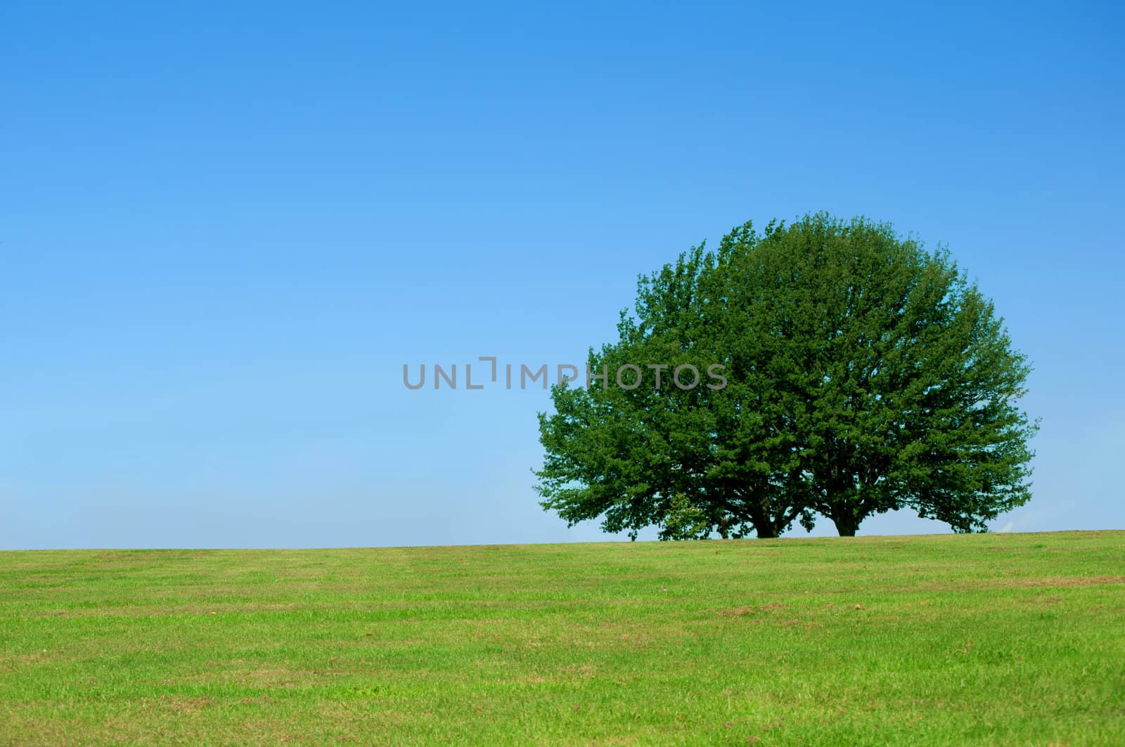 Large tree on a green field 
