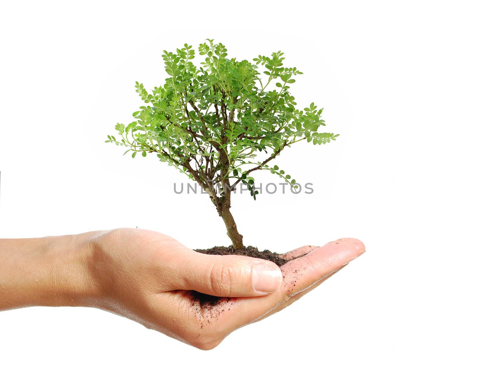 Hand holding a small bonsai tree