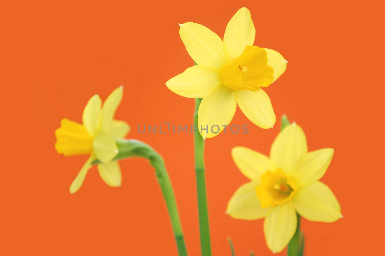 Fresh yellow spring daffodils isolated 