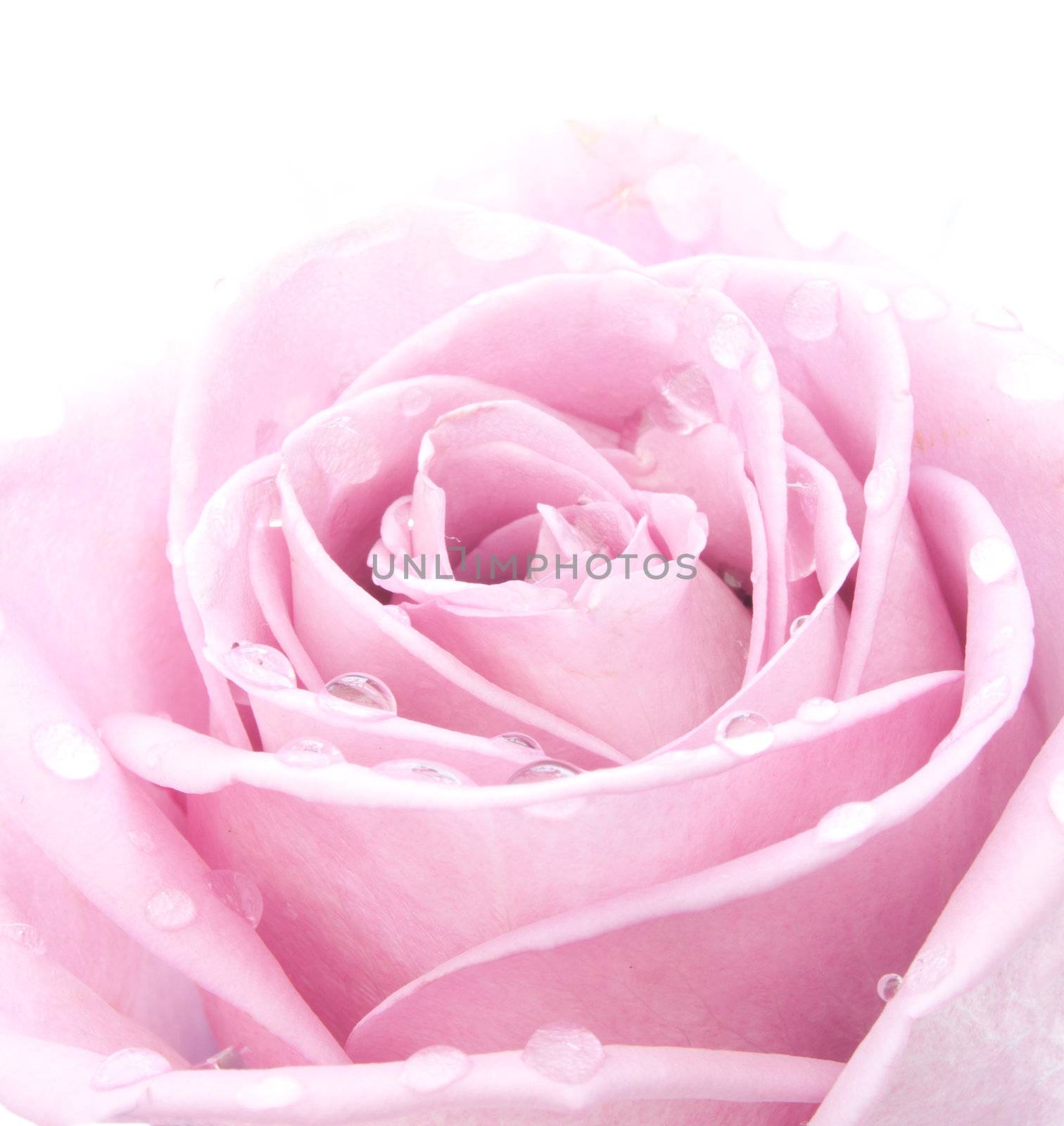 Pink rose by unikpix