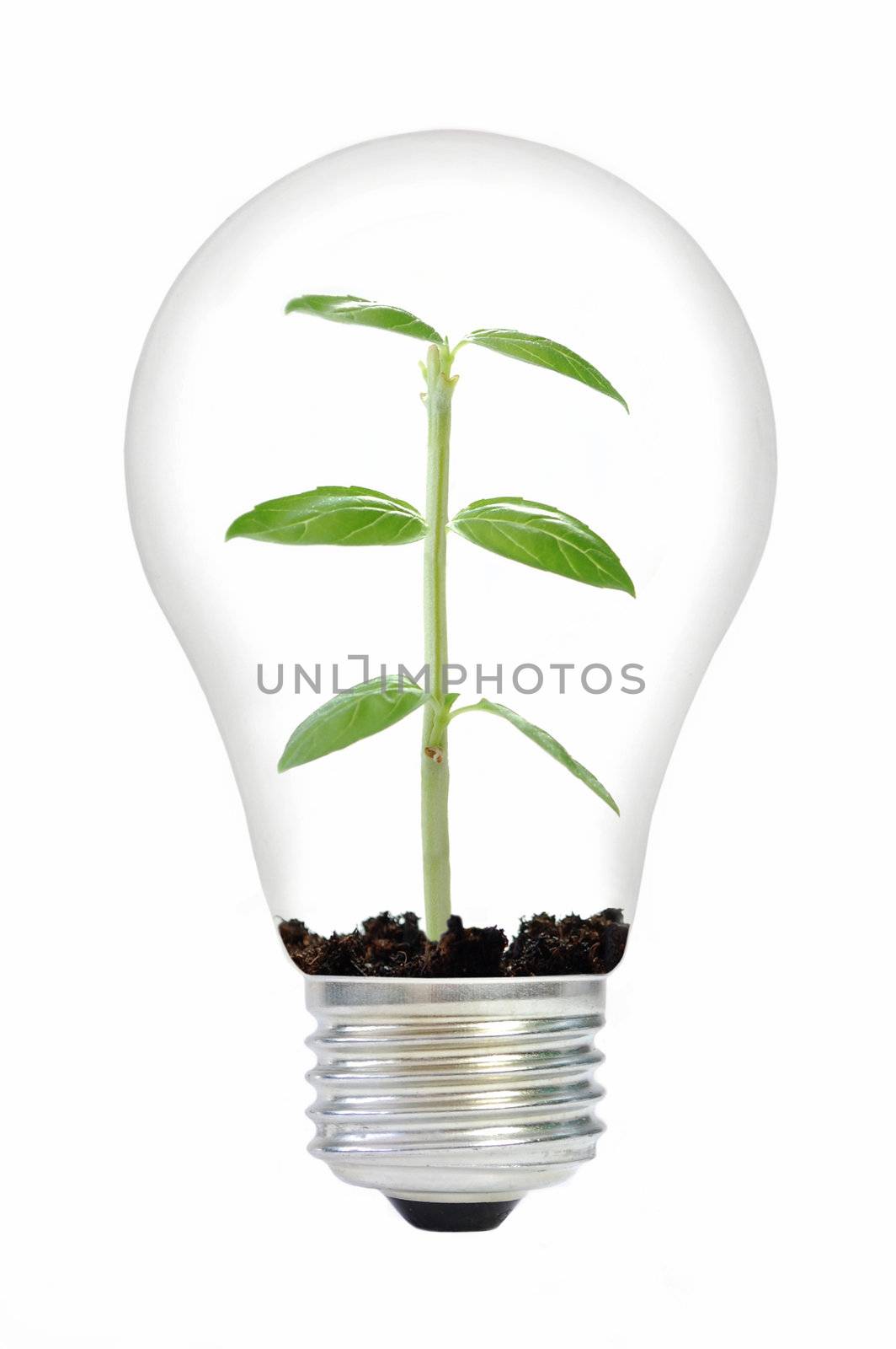 Green plant with soil in a light bulb