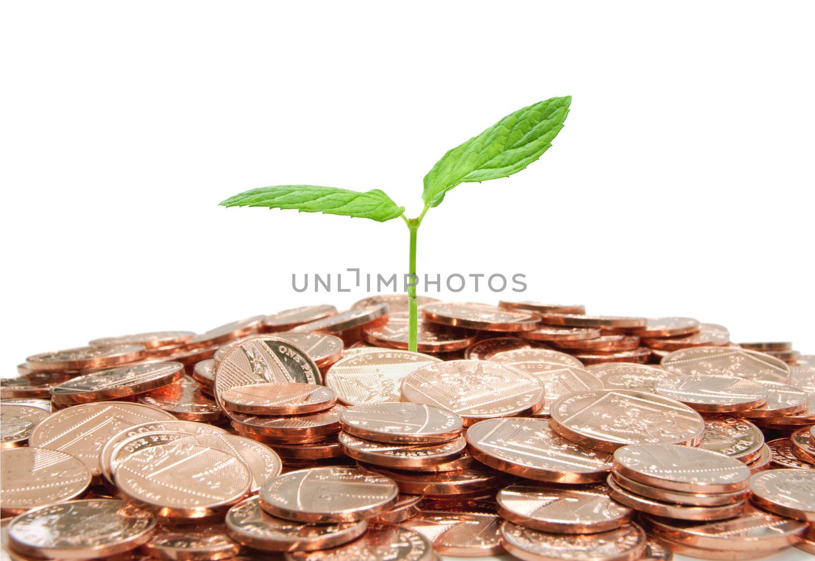 Small seedling growing from money