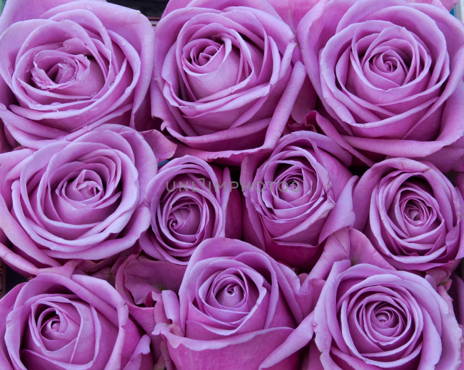 Bunch of purple rose flowers