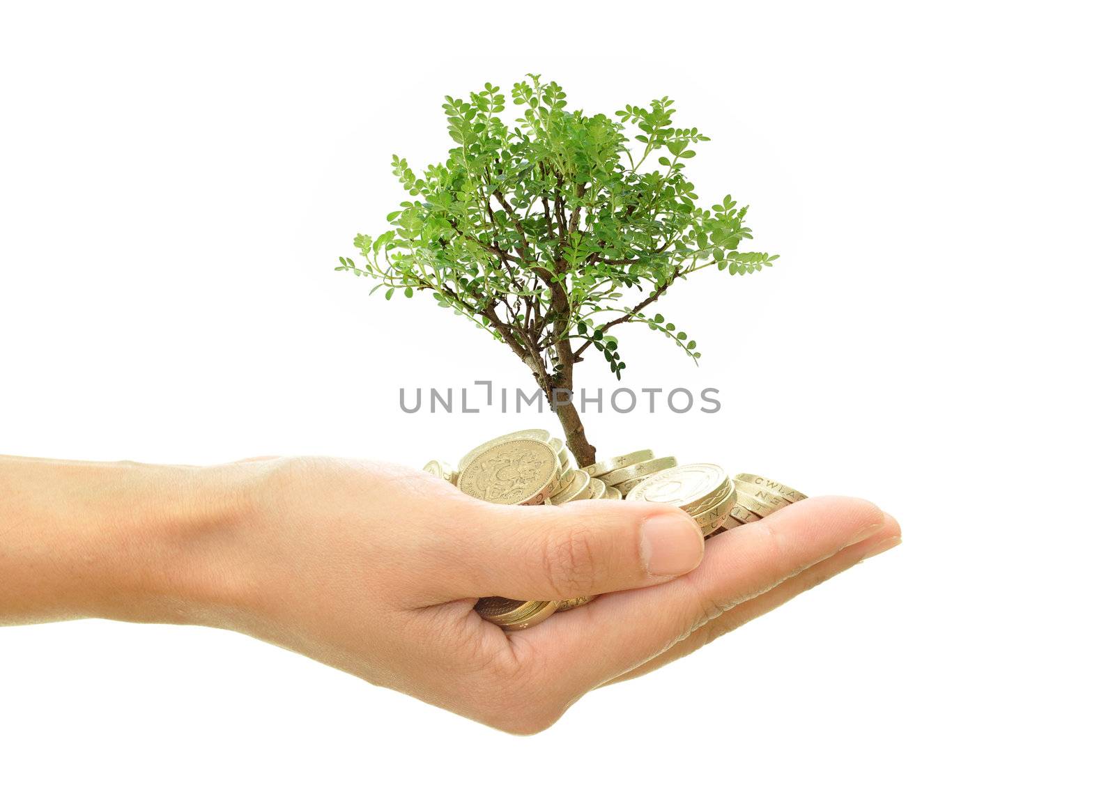 Hand holding a small bonsai tree
