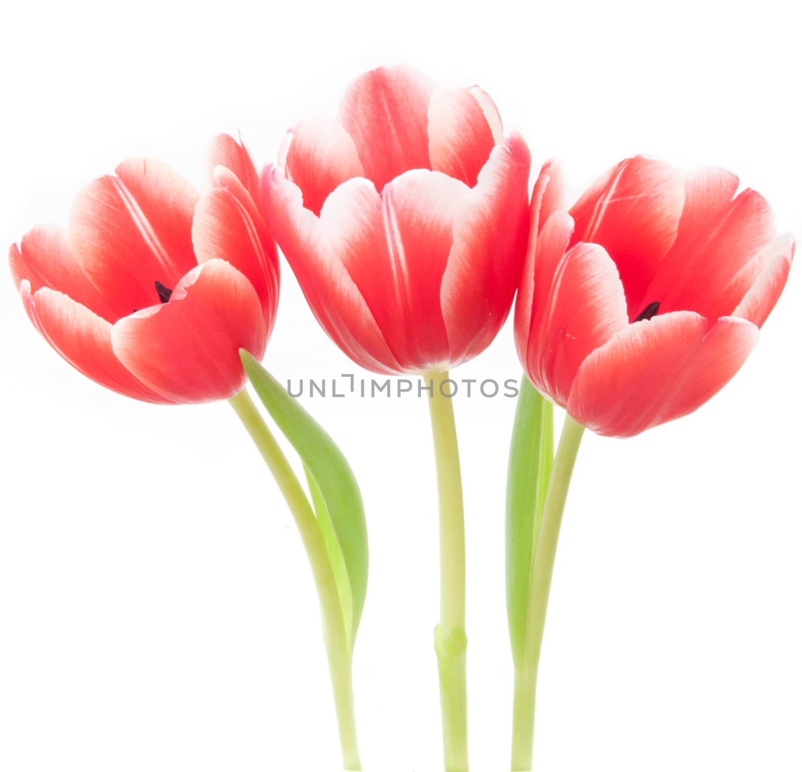 Three red and white tulips against a white background