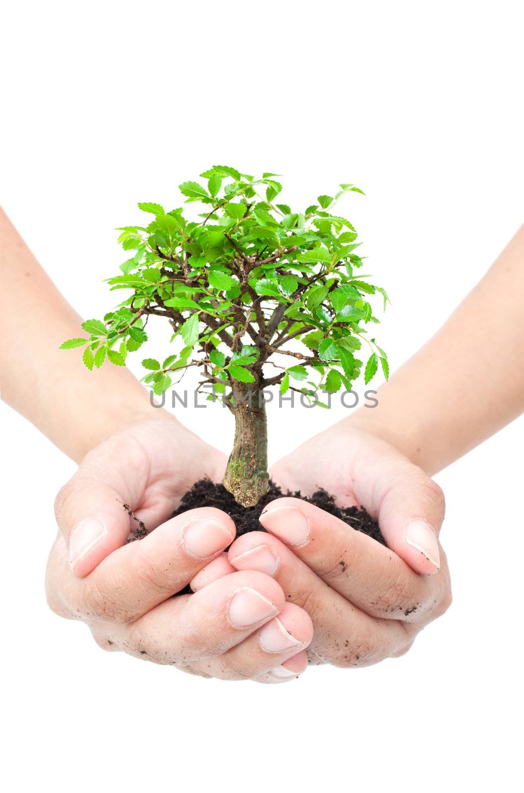 Hands holding a small bonsai tree