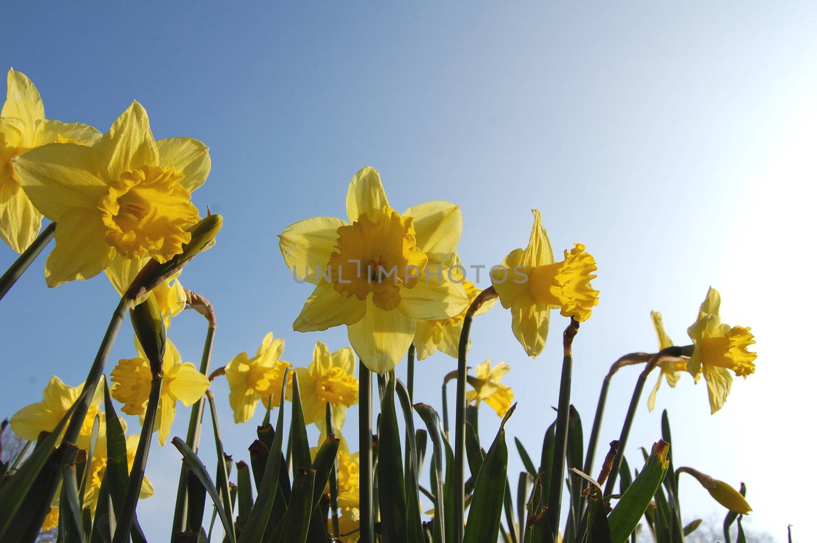 Field of spring daffodils