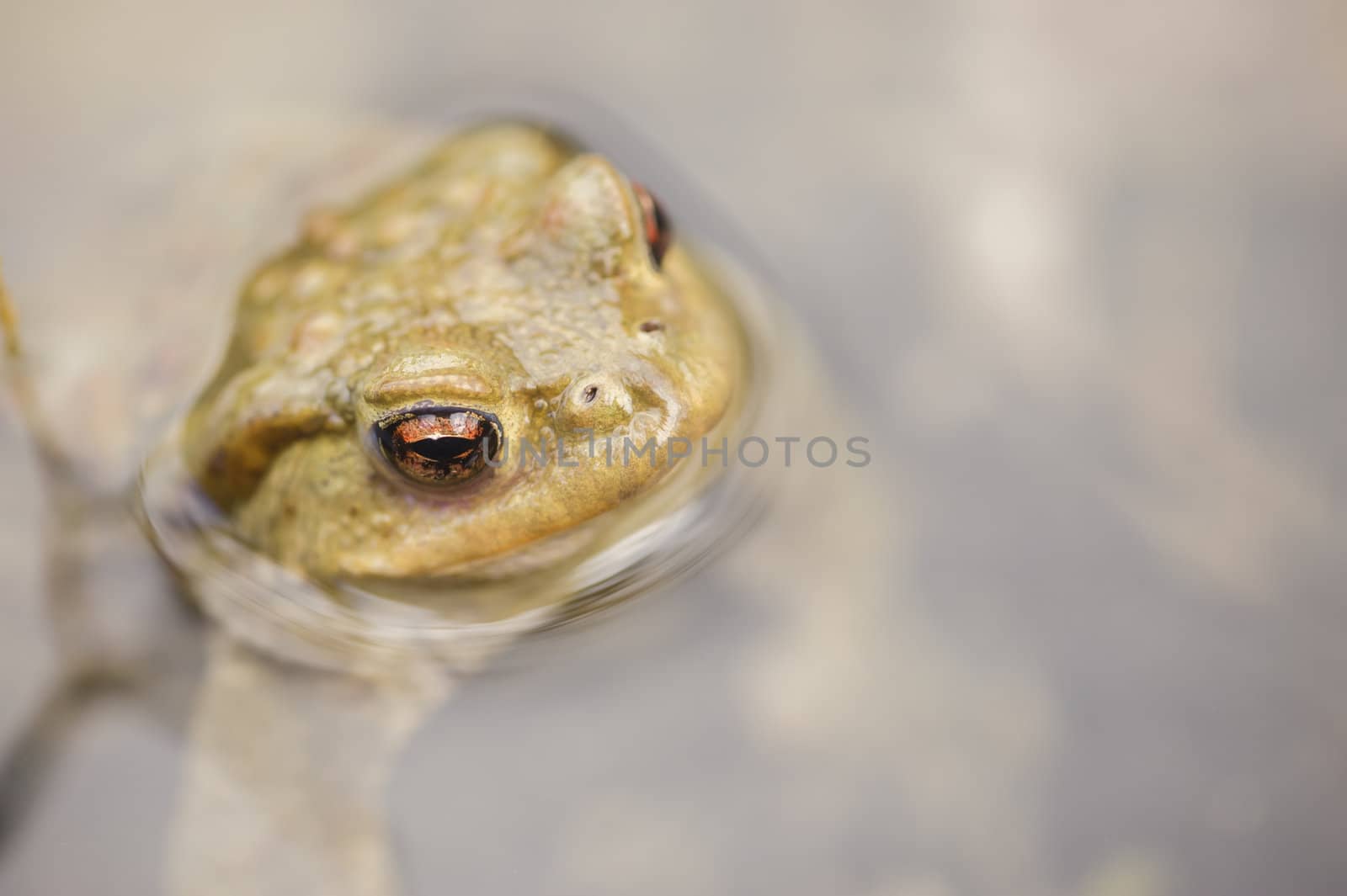 Close up of a male toad, Bufo bufo, in a pond