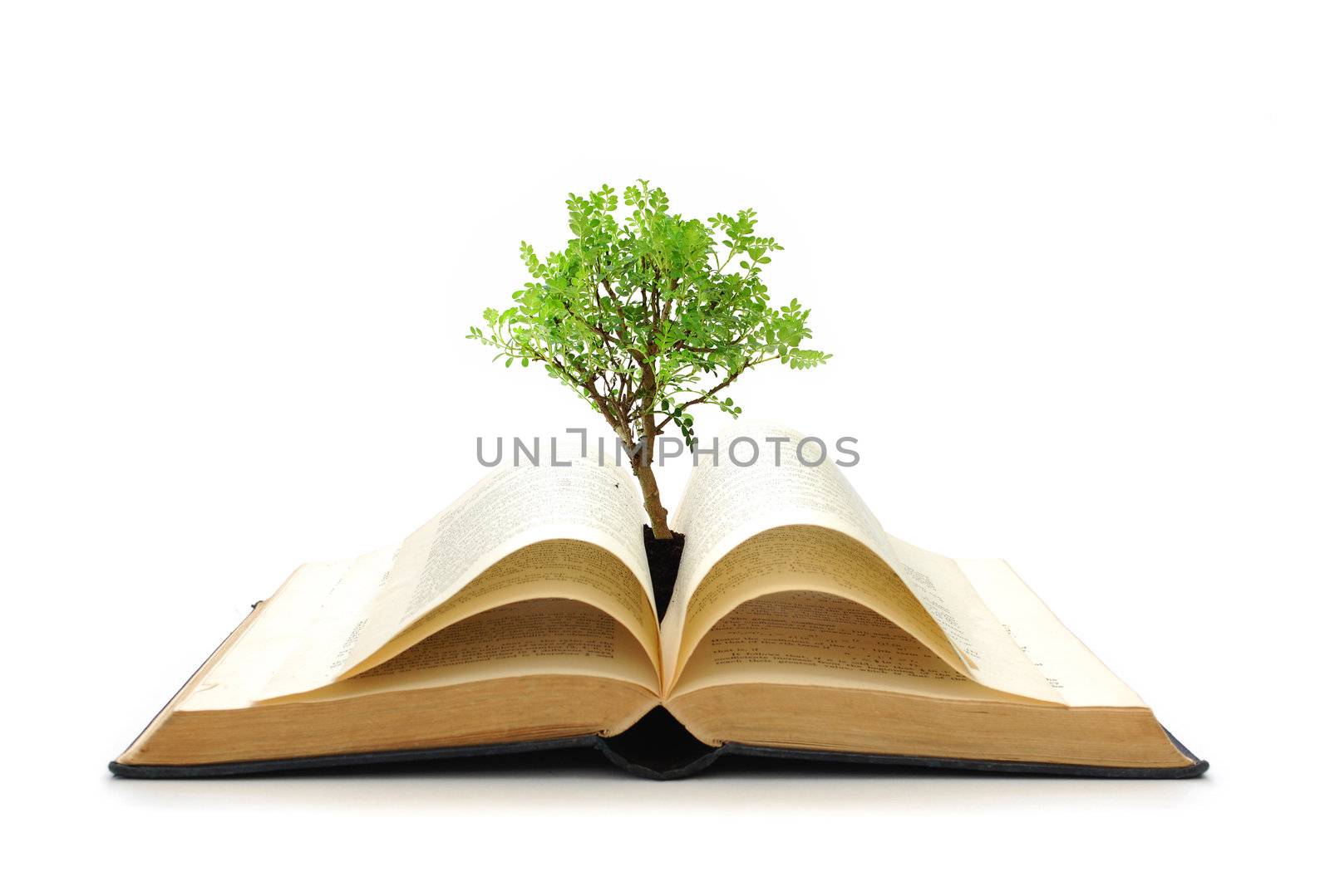 Isolated image of an open book with a tree growing from soil 