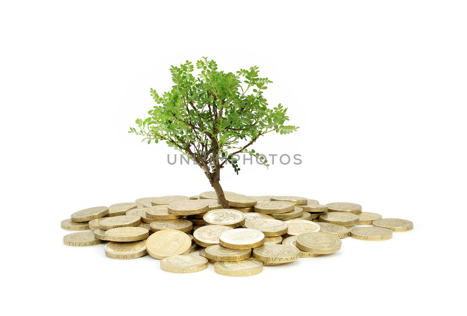 Tree growing from money by unikpix