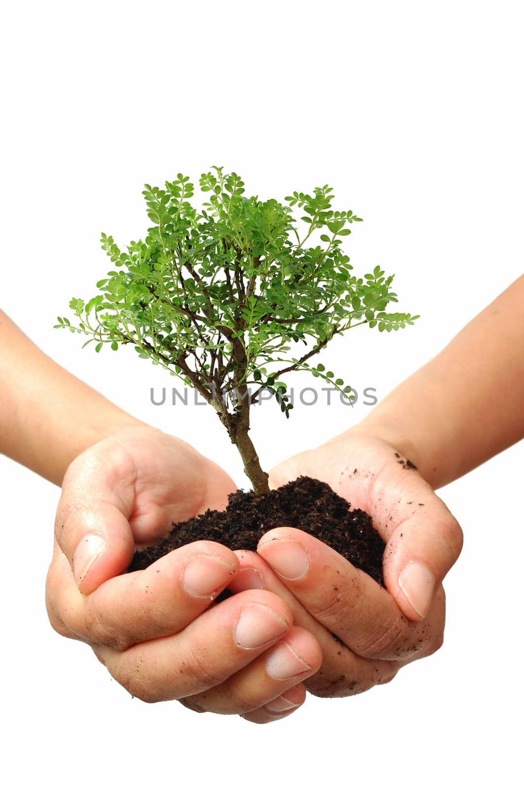 Hands holding a small tree over a white background