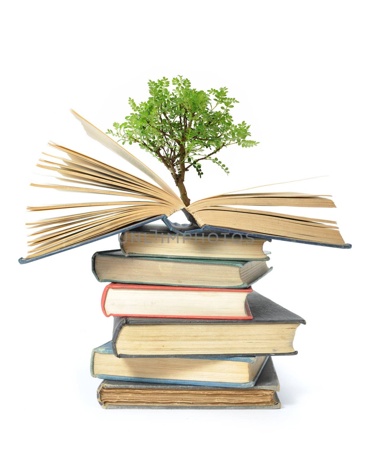 Isolated image of a tree growing from an open book 