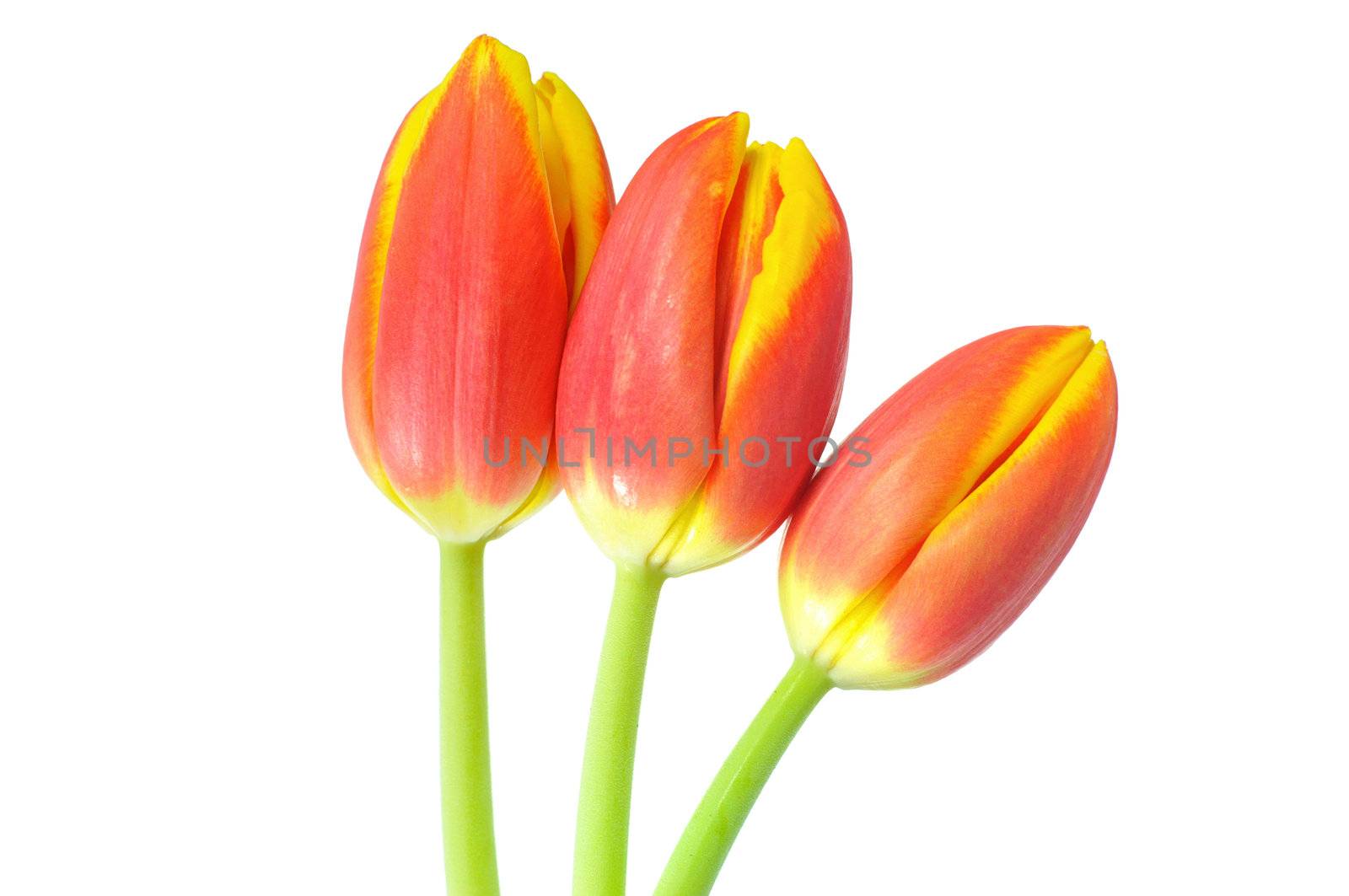 Red and yellow spring tulips arrangement