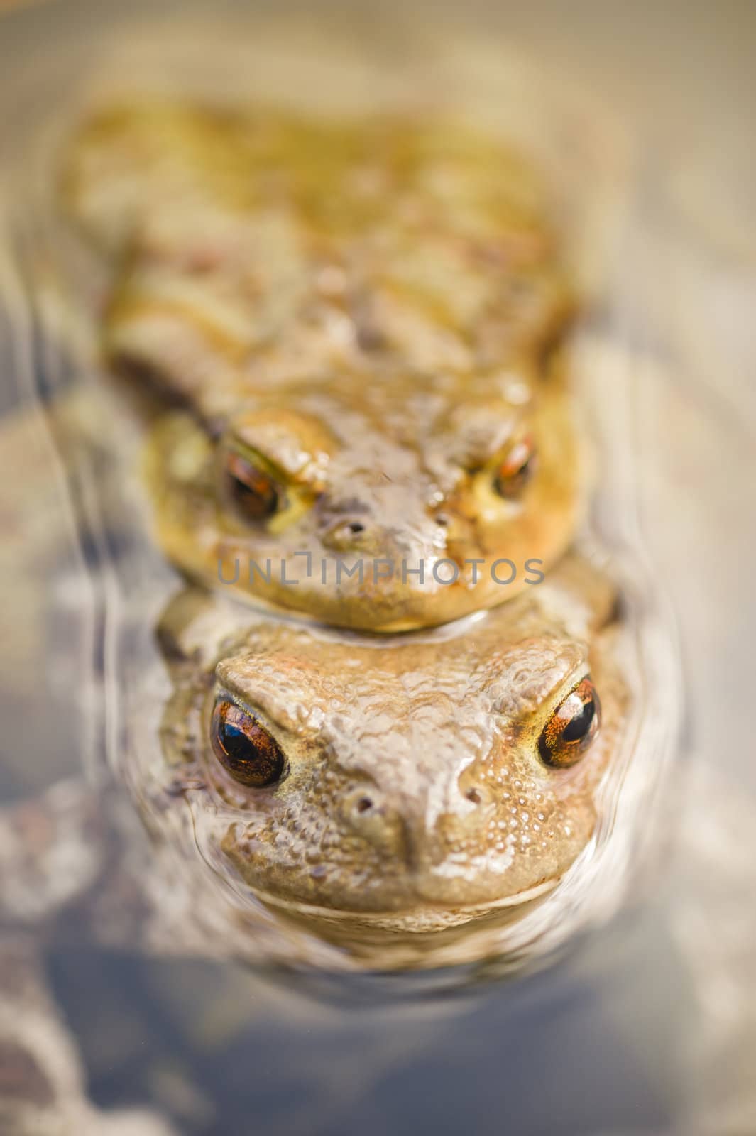 Close up of mating toads, Bufo bufo, in a pond
