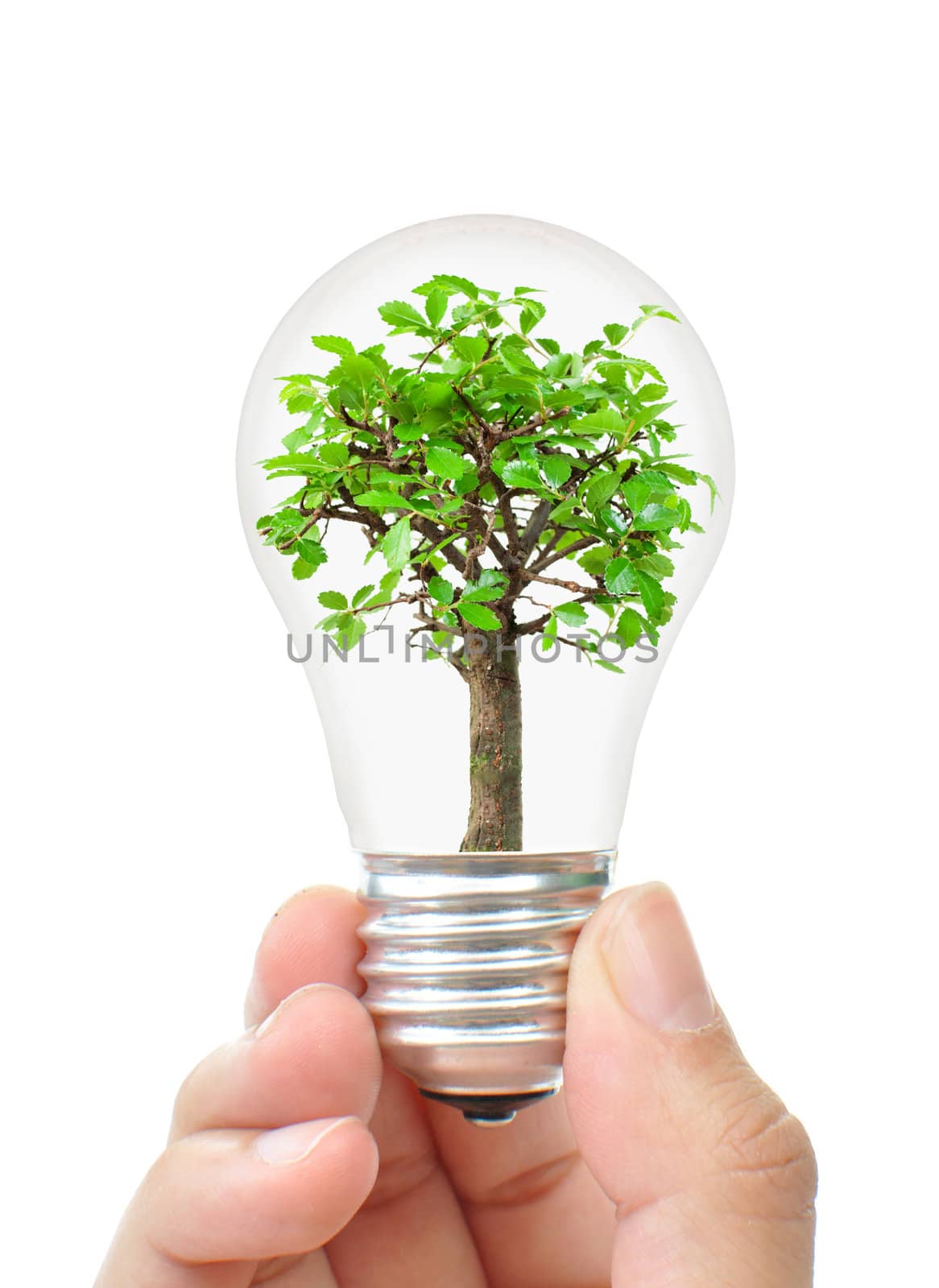 Hand holding a light bulb with a small tree inside 