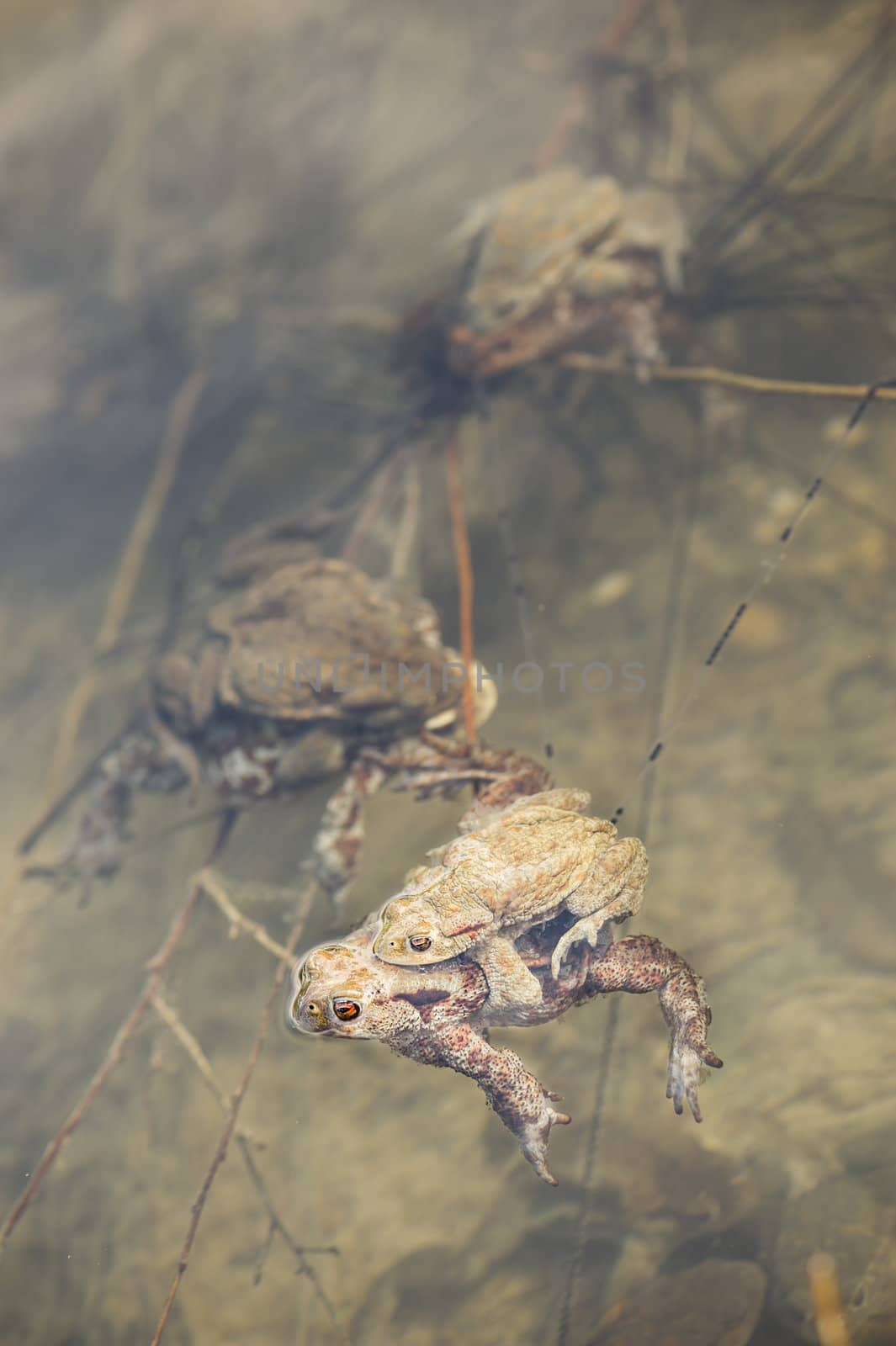 Close up of mating toads, Bufo bufo, in a pond
