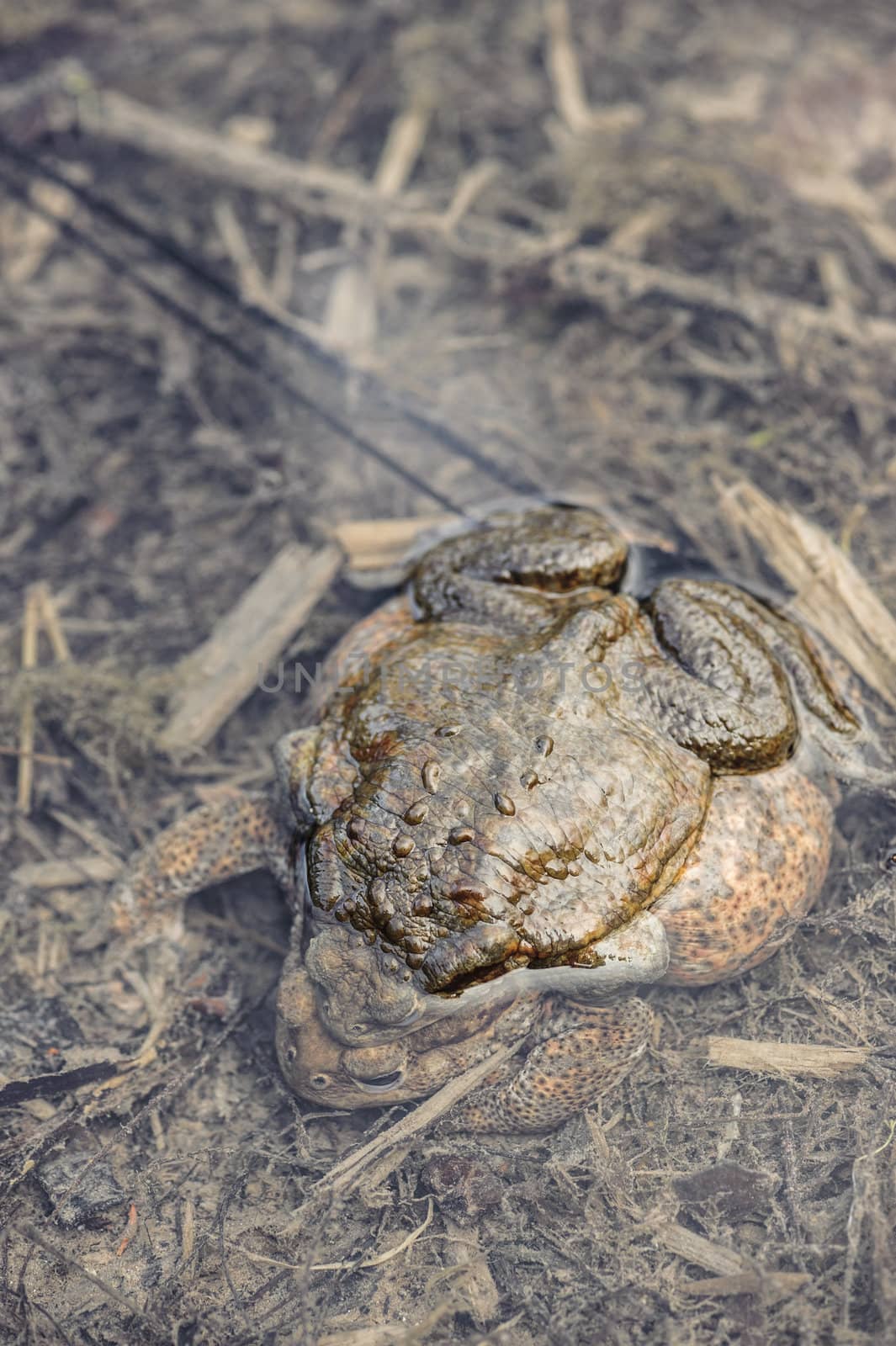Mating toads, Bufo bufo, camouflaged in their environment