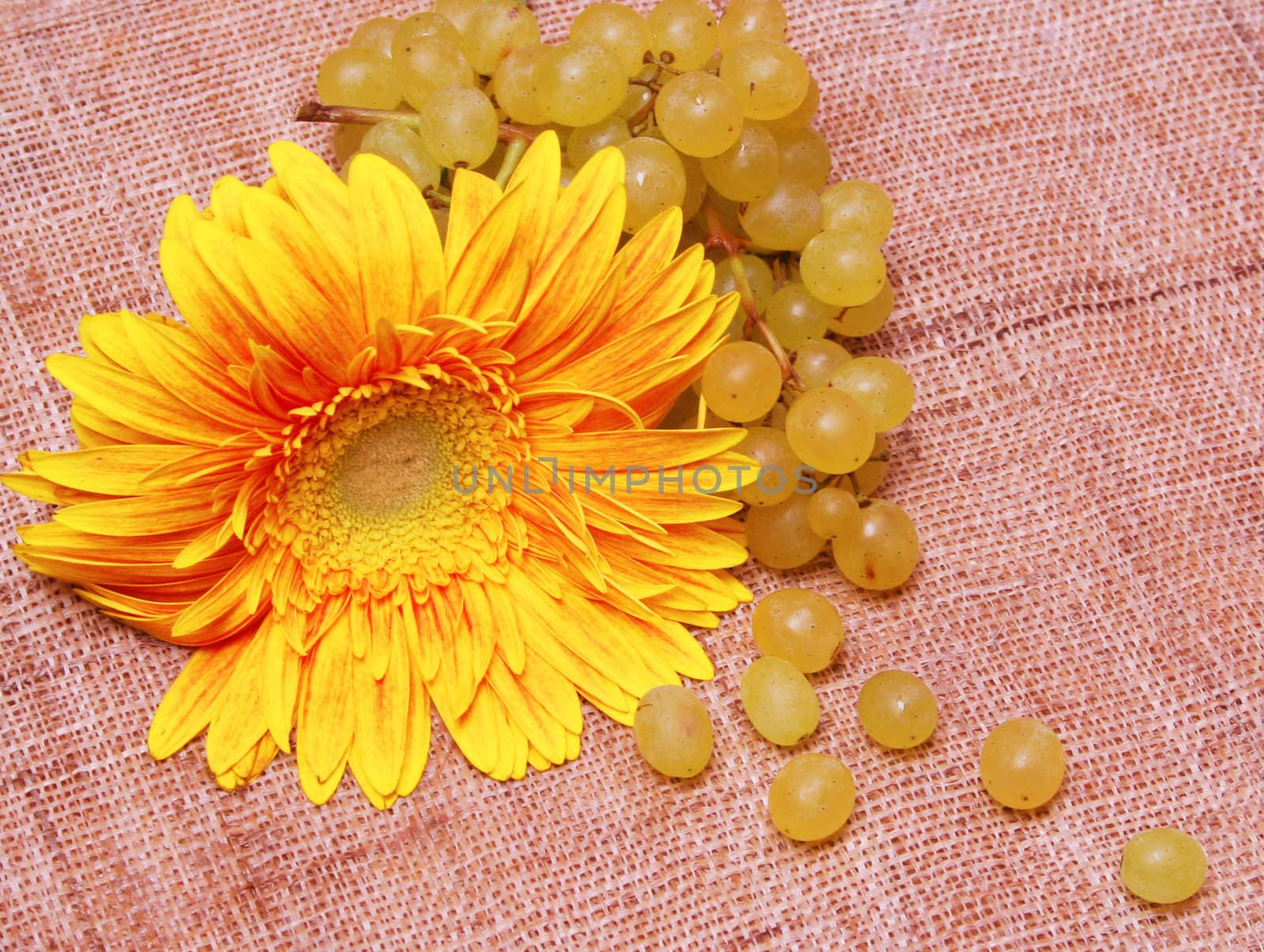 Autumn still-life composition. Yellow flower and grapes branch 