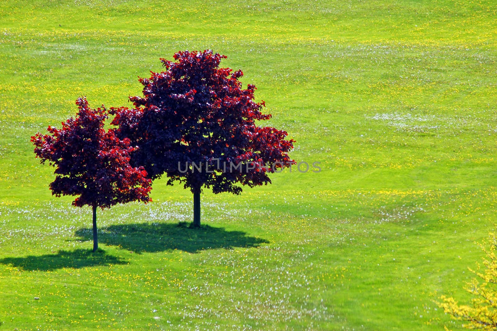 Landscape - Two trees on the field with small flowers