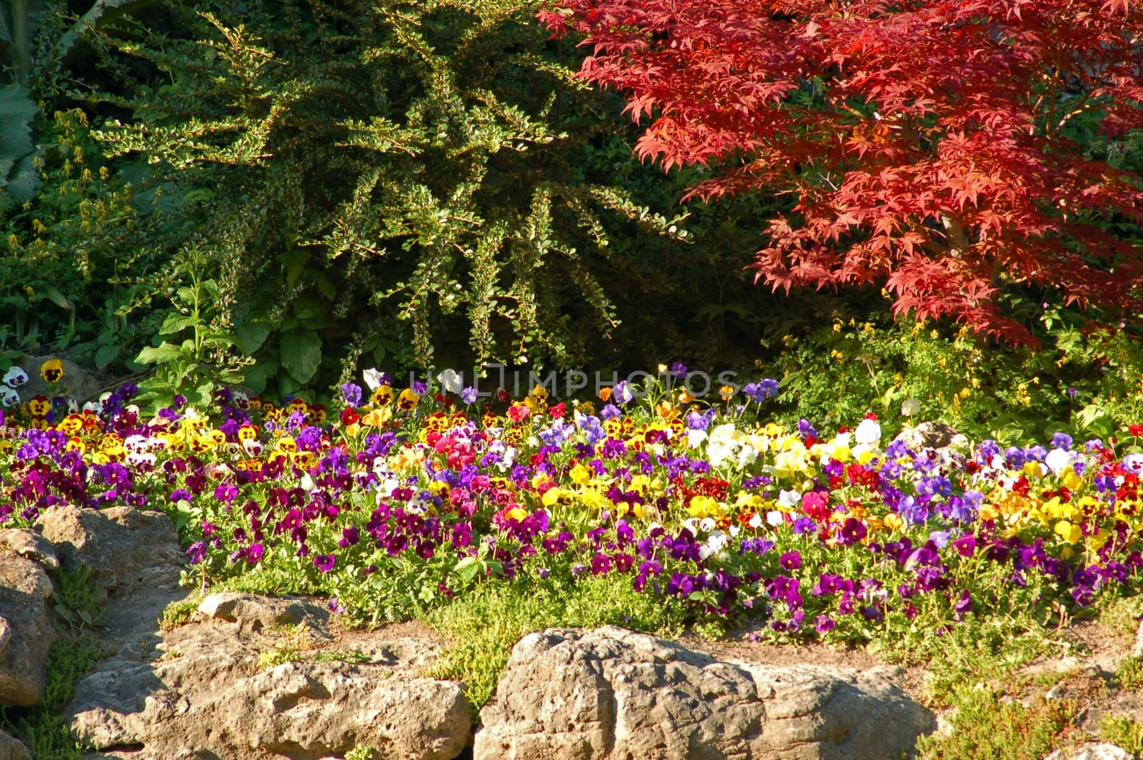 Colorful flowers and bushes in sunset light 