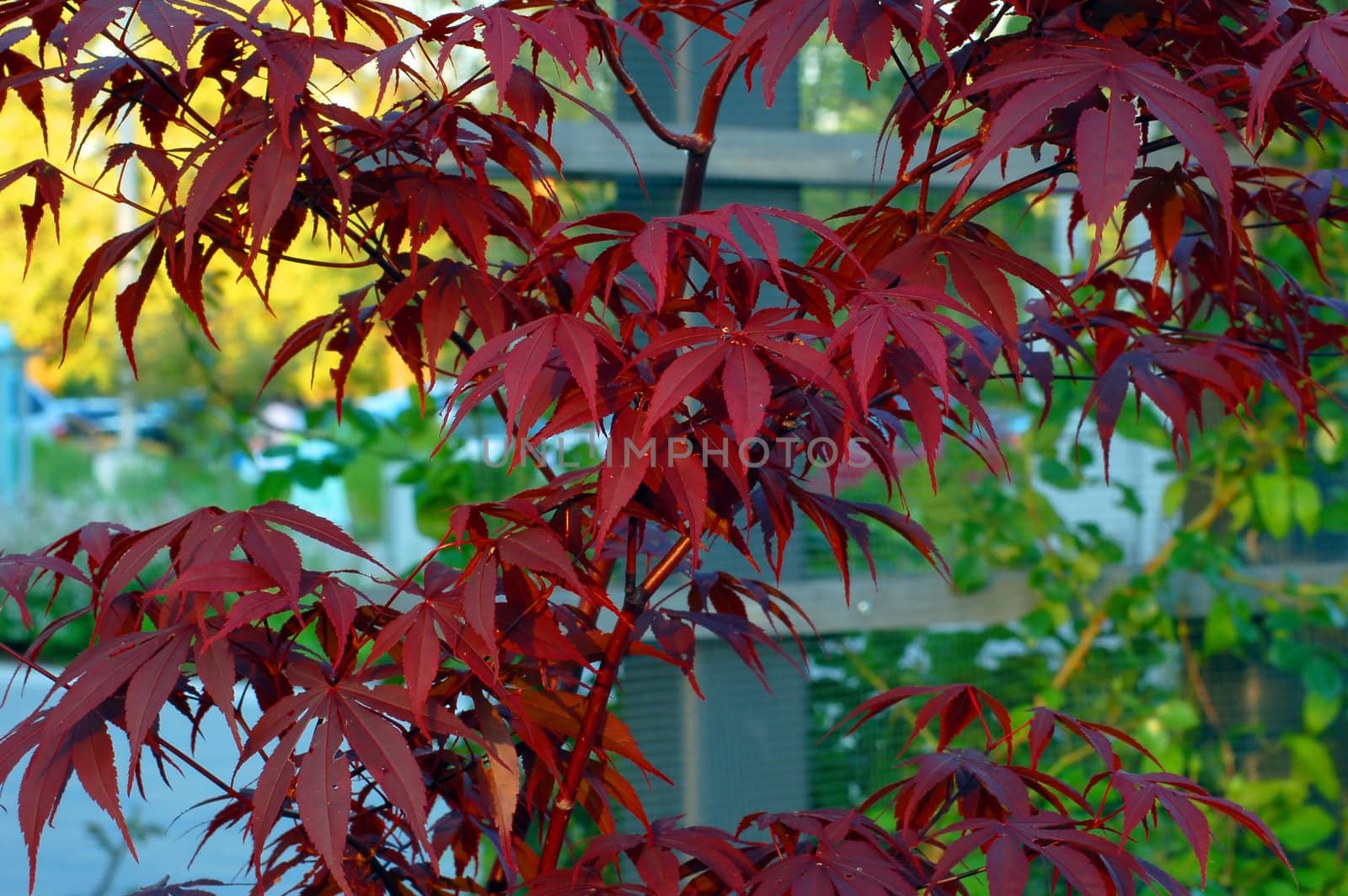 Red leaves in sun light 
