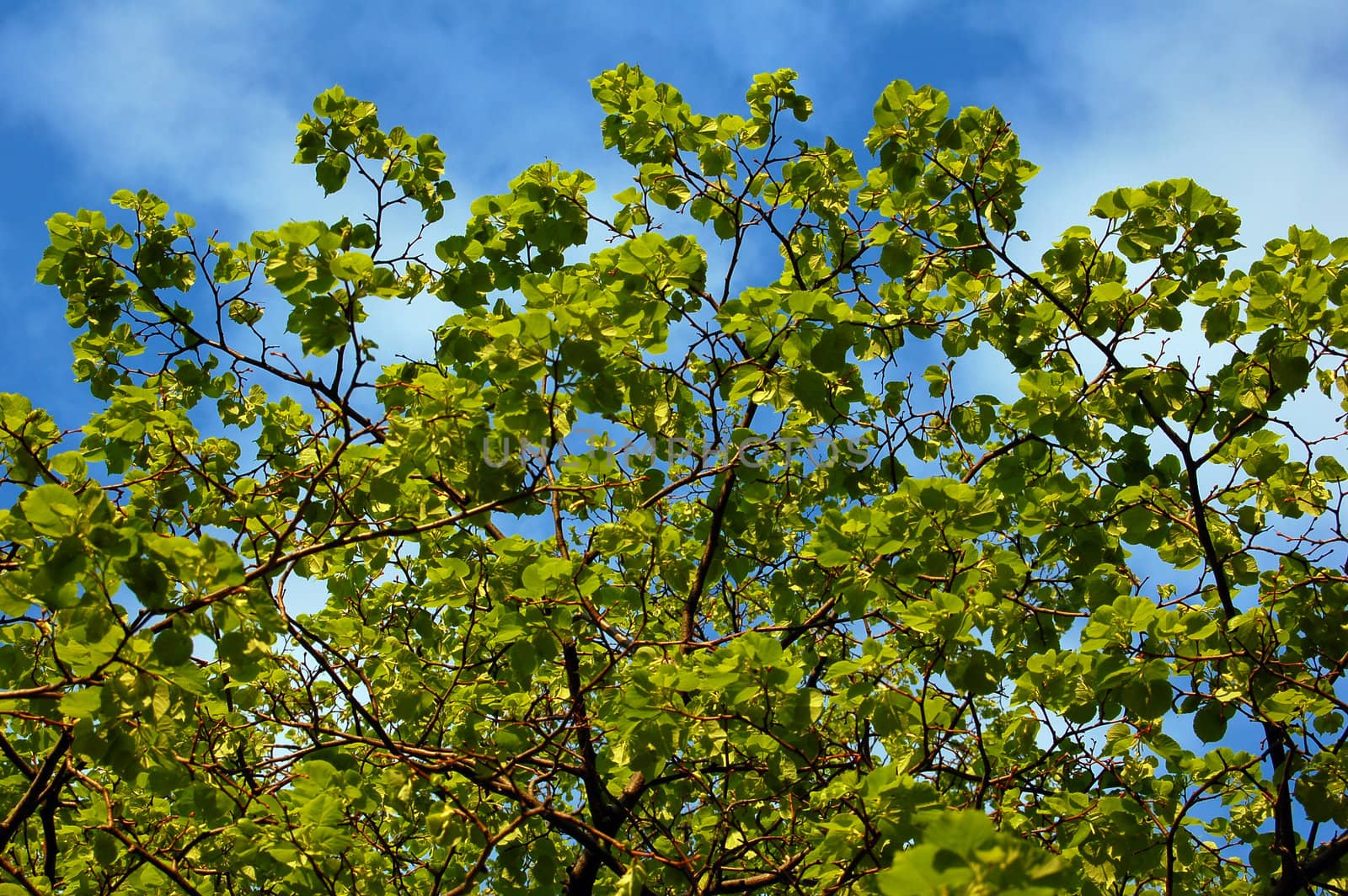 Green leaves in blue sky with clouds background