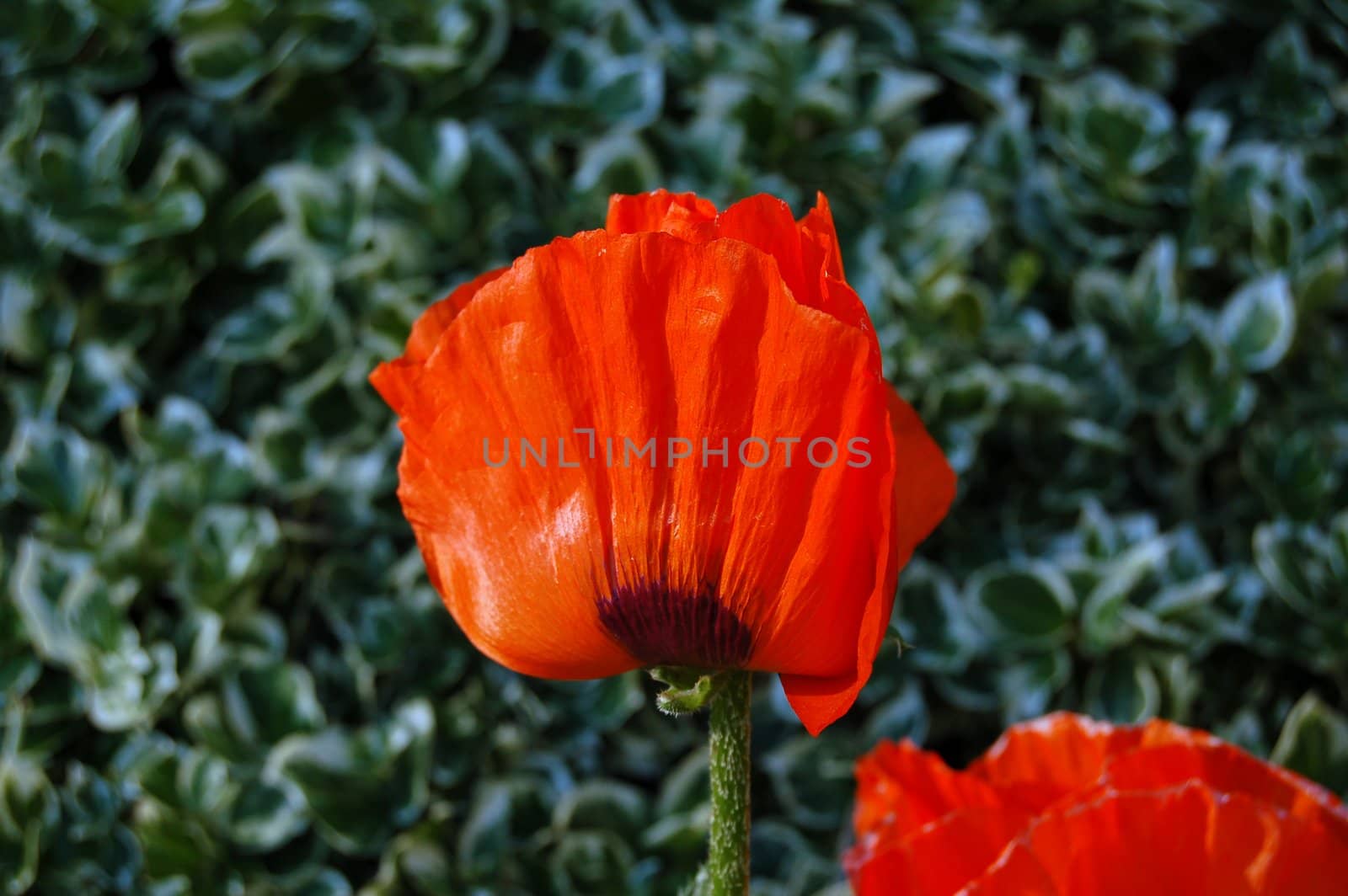 Poppie flower on green meadow