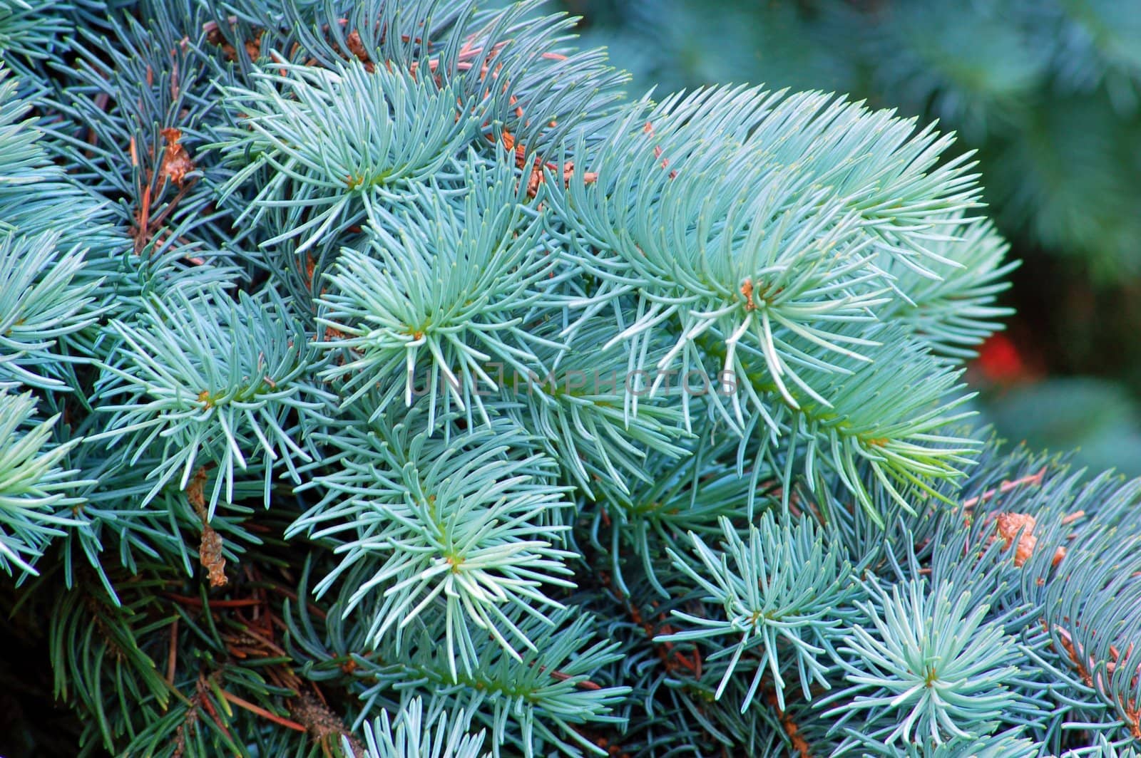 Branches of evergreen tree.