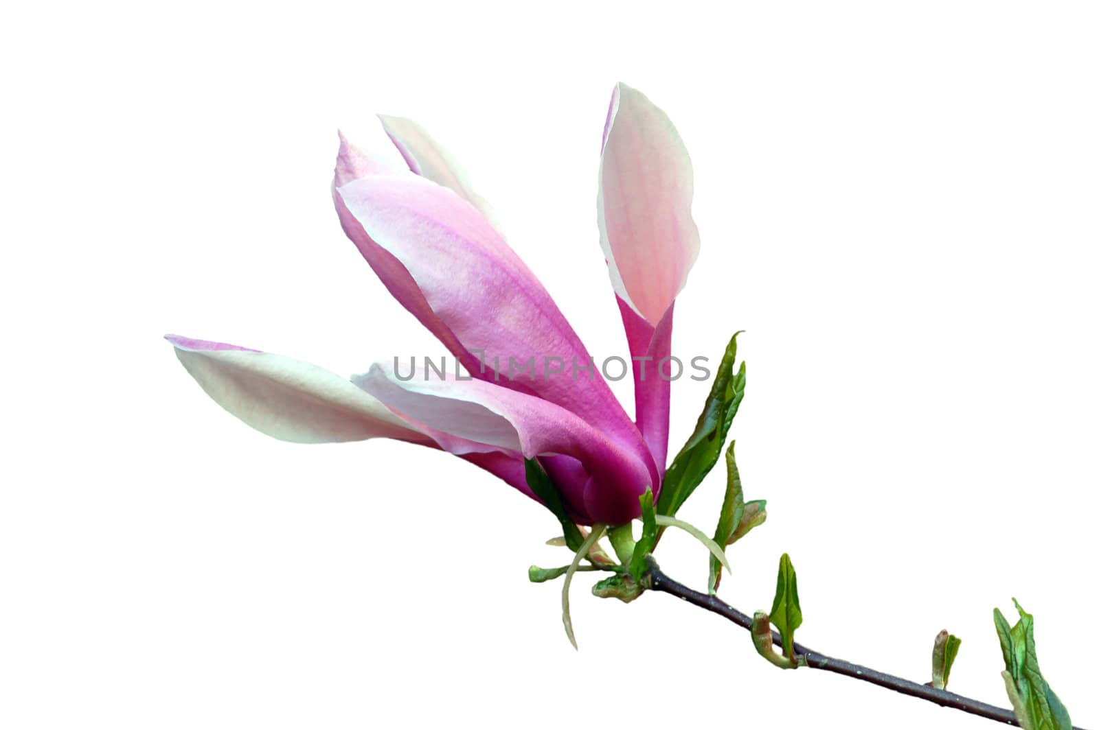 Magnolia flowers in evening time isolated