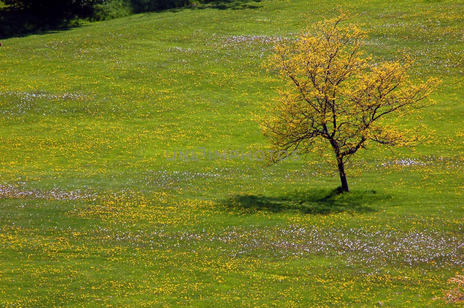 Landscape - Lonely tree on the field with small flowers by PavelS