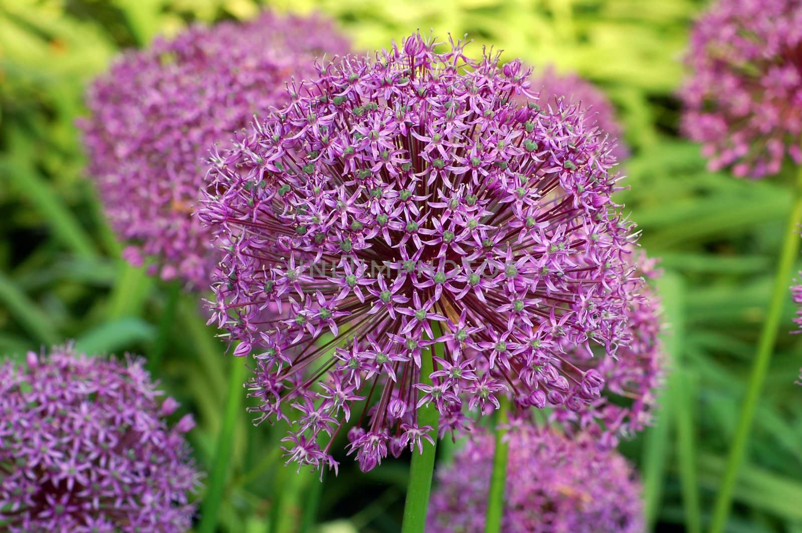 flower of allium gladiator on green grass background
