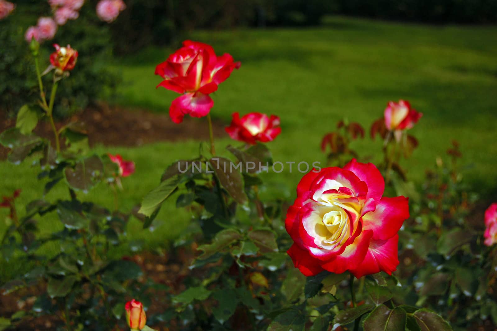 Red rose flower